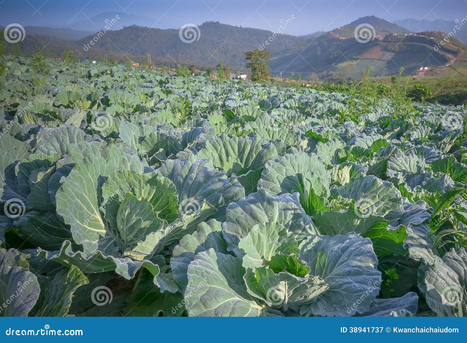 Cabbage farm stock image. Image of leaf, garden, brassica 38941737