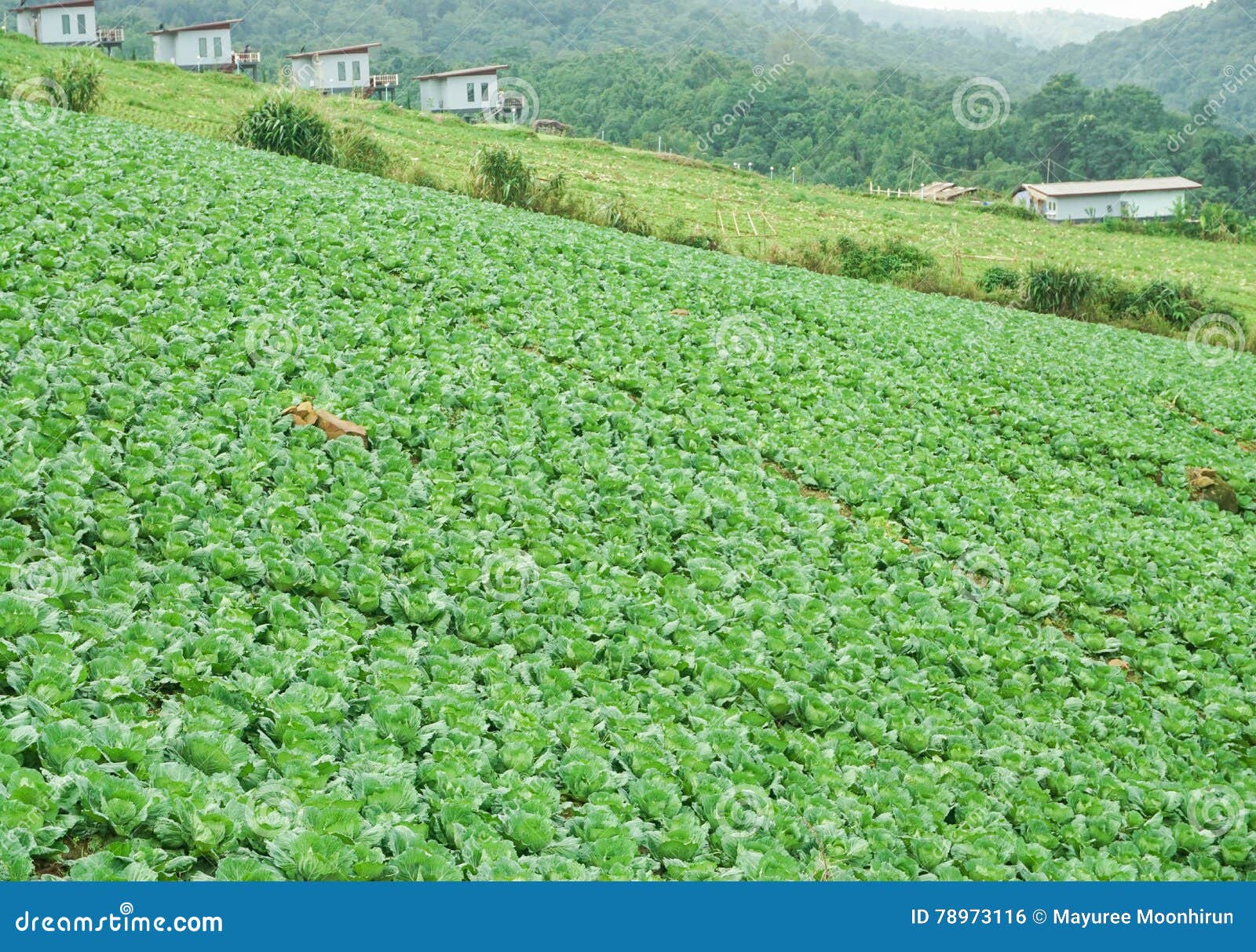 Cabbage farm on hill stock photo. Image of garden, background 78973116