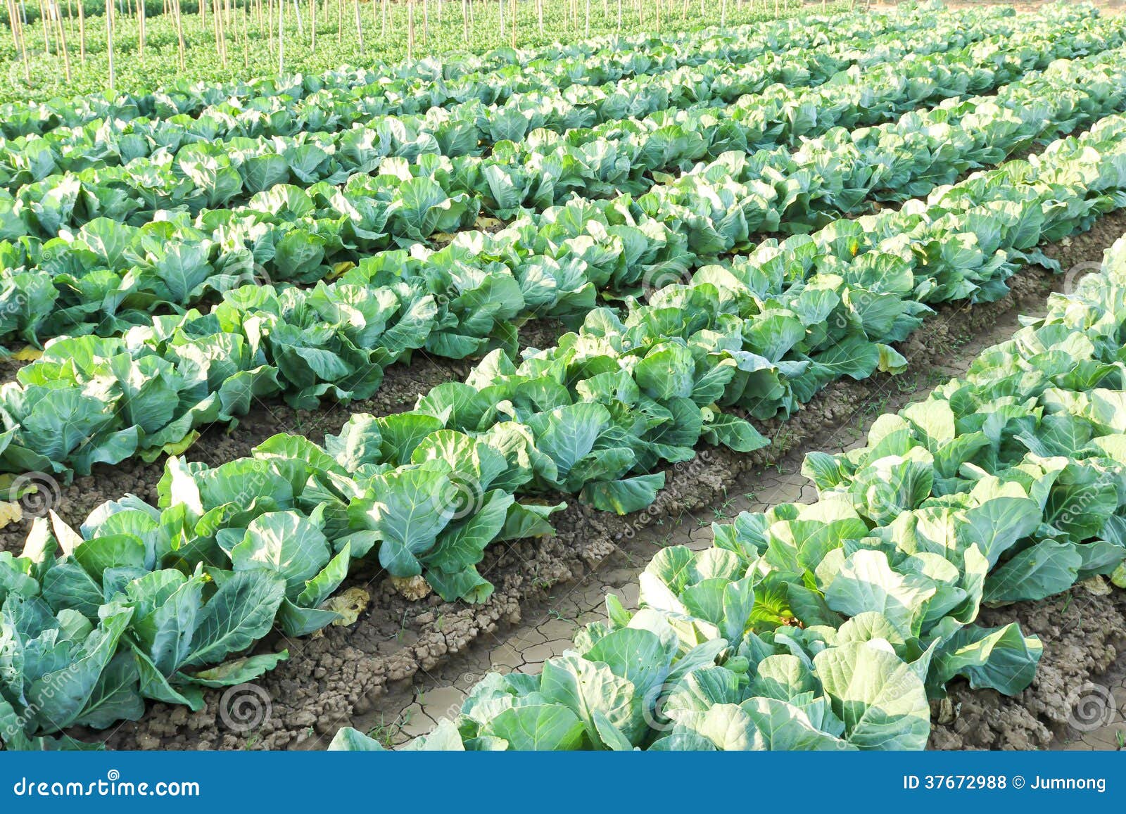 Agri Sba Cabbage Production Case Study Solution & Analysis