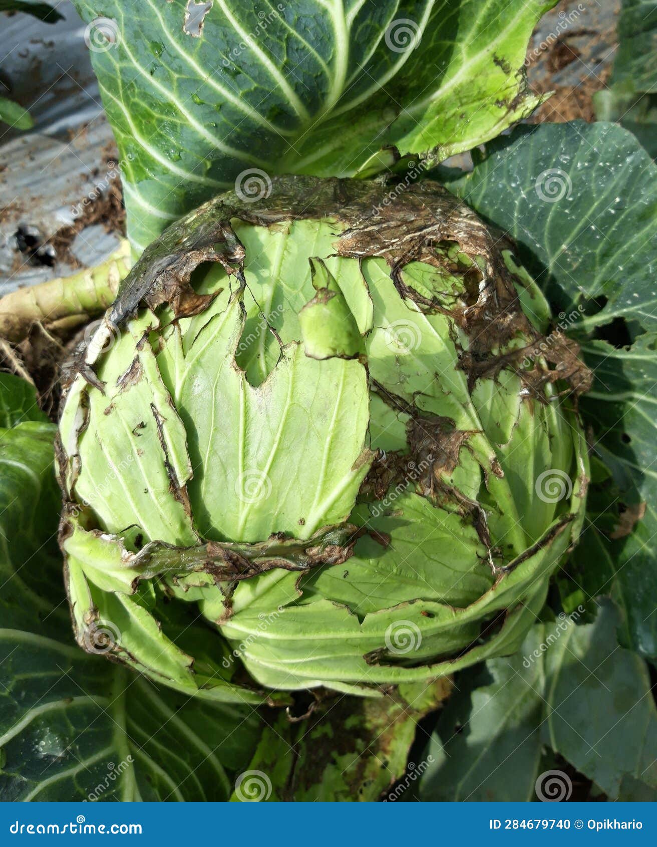 Cabbage in the Field with Infection of Bacterial Soft Rot Stock Photo