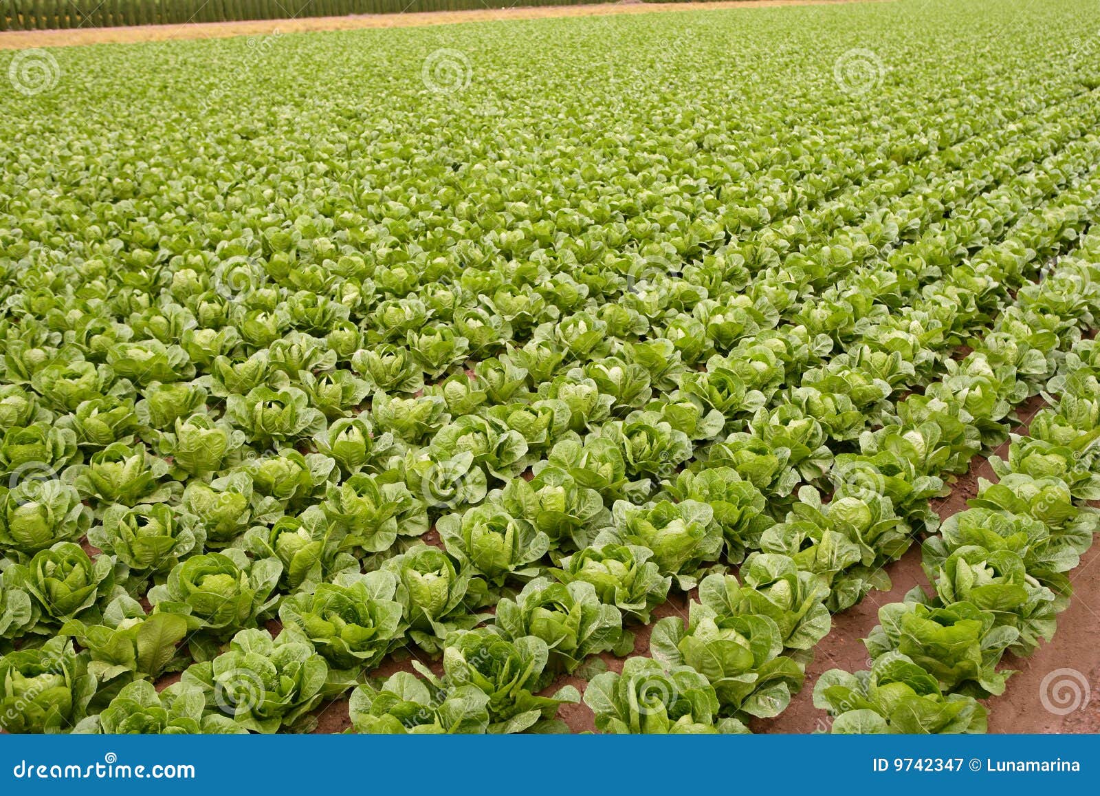 cabbage fields, rows of vegetable food