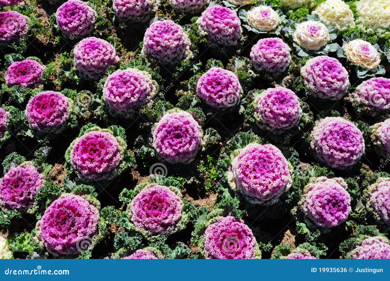 Cabbage flowers in field stock photo. Image of cabbage 19935636