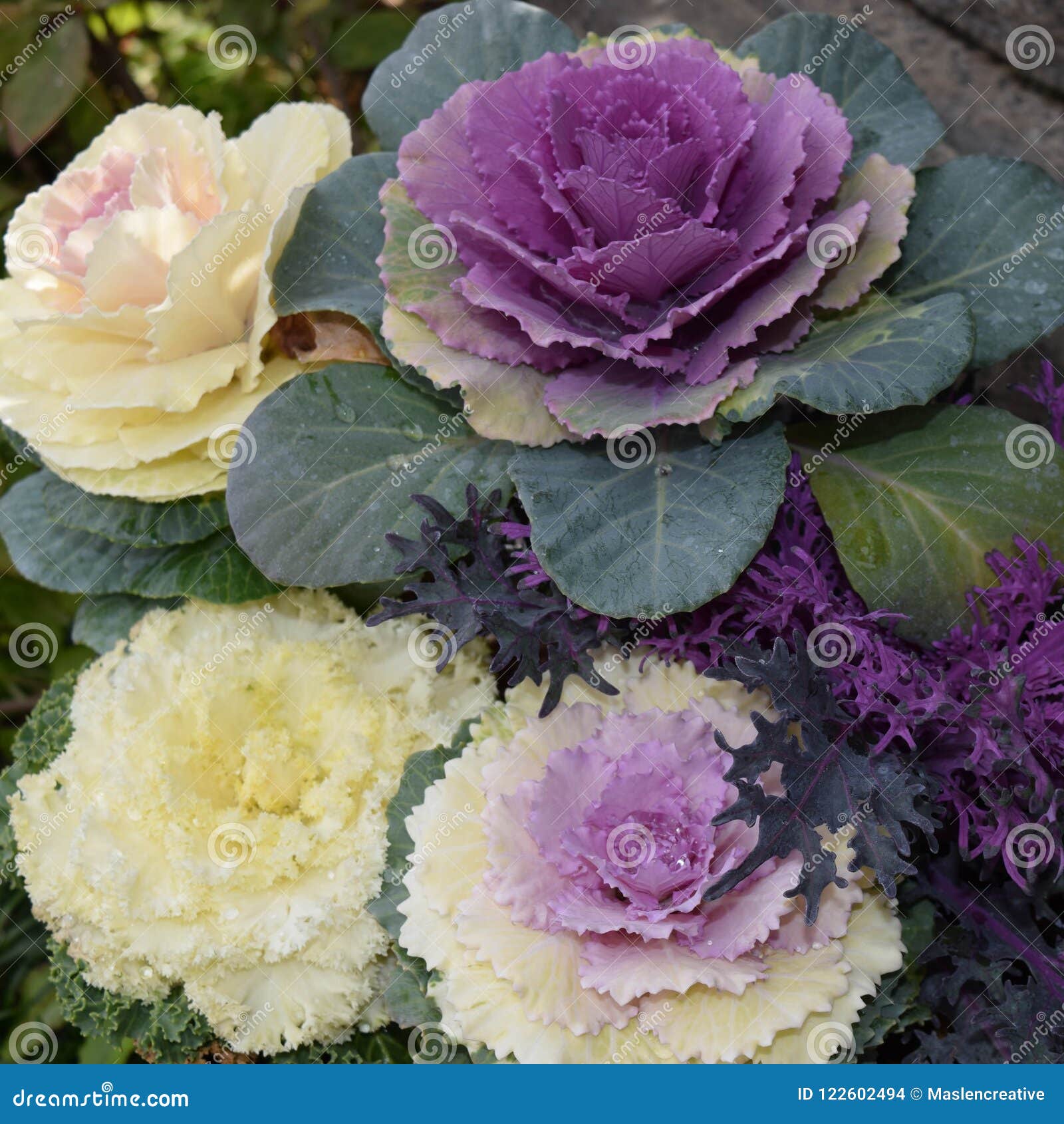 Cabbage Flowers In Winter Garden Stock Photo Image Of Japanese