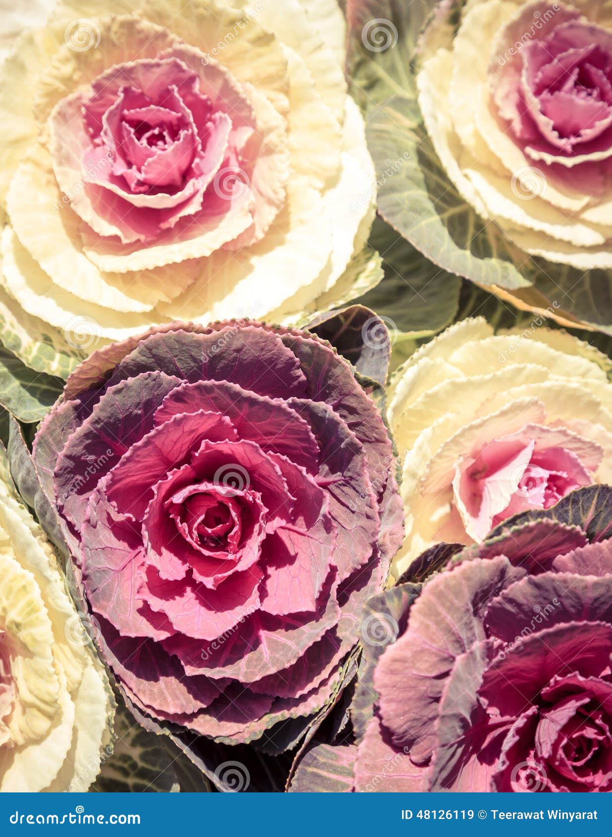 Cabbage, Fresh vegetable stock image. Image of garden 48126119