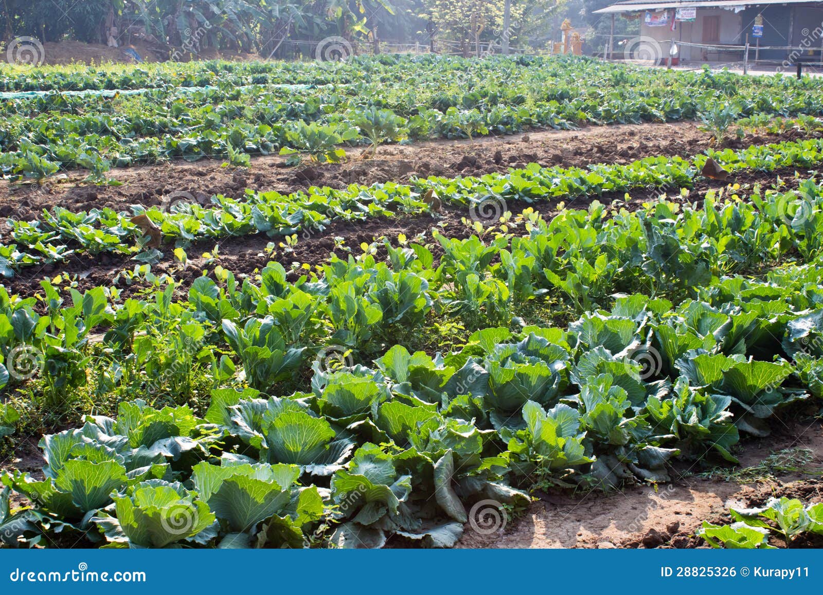 Cabbage garden. stock photo. Image of cultivated, diet 28825326