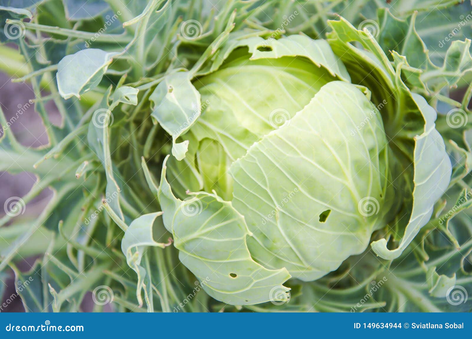 Cabbage in the Garden, Eaten by Pests in the Summer Stock Photo Image