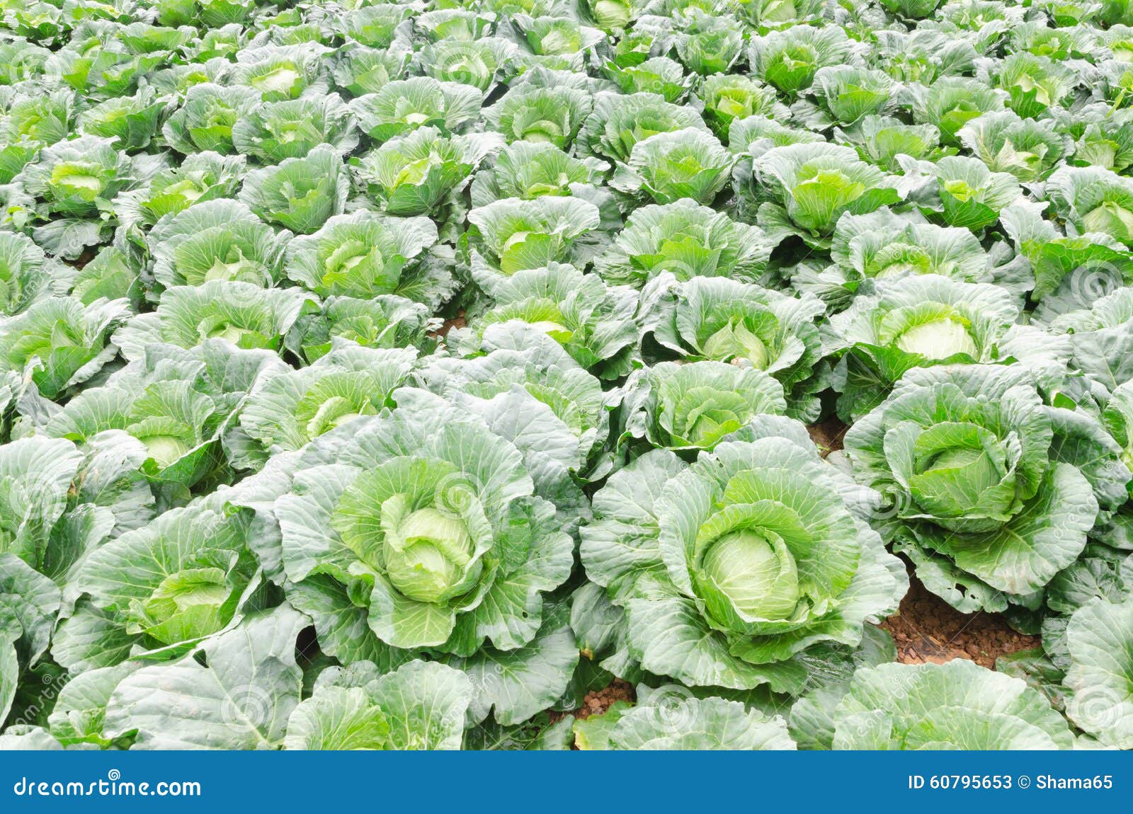 Cabbage in the garden stock image. Image of leaf, vegetarian 60795653