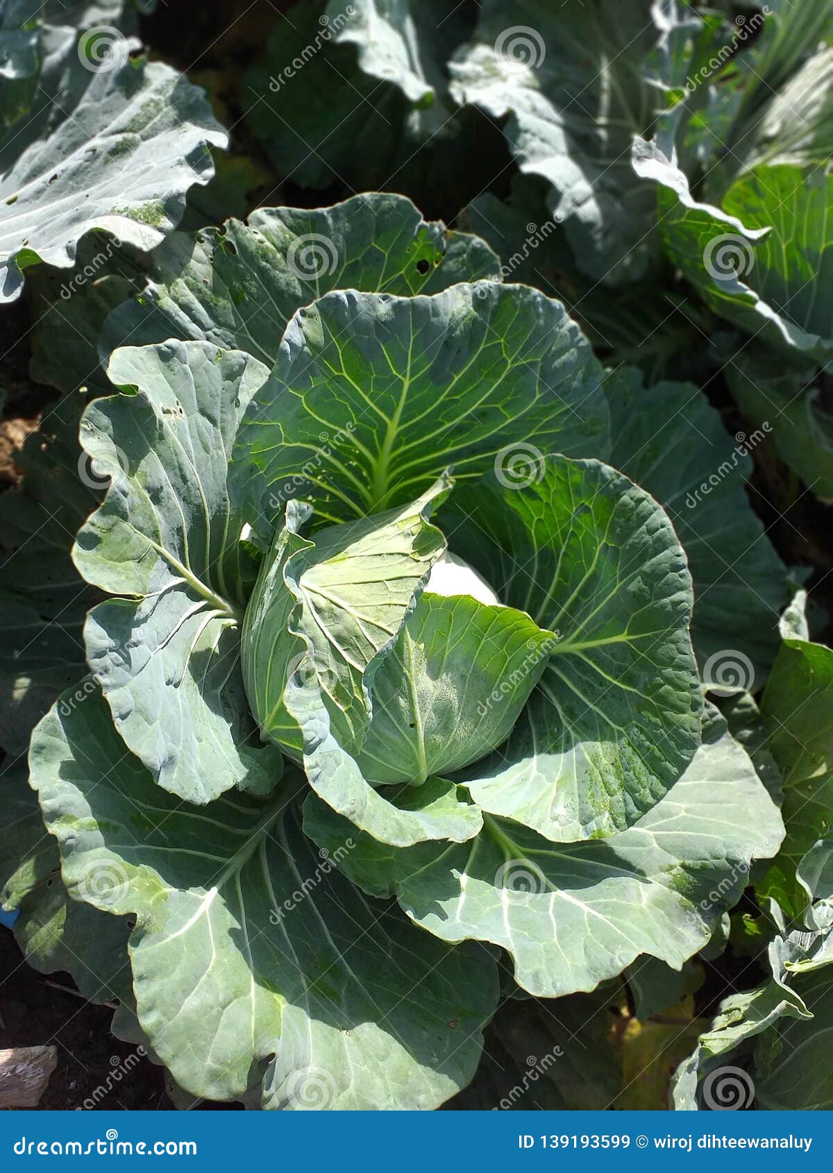 Cabbage stock image. Image of cabbage, beauty, green 139193599