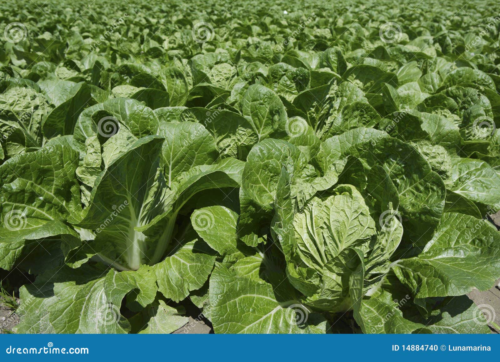 Cabbage Green Vegetables Field in Spring Farmland Stock Photo Image