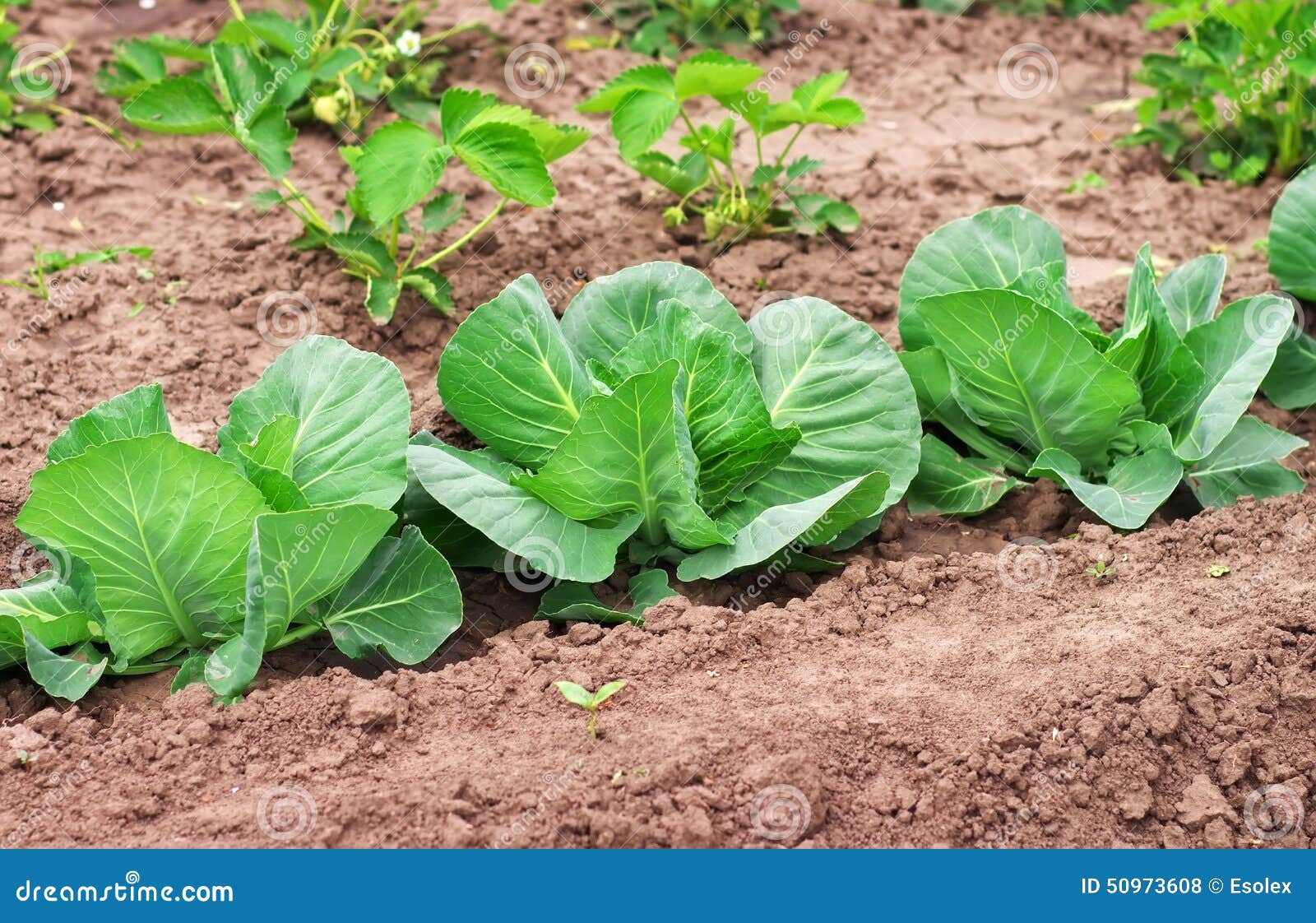 Cabbage Growing in the Garden. Stock Photo Image of crop, background
