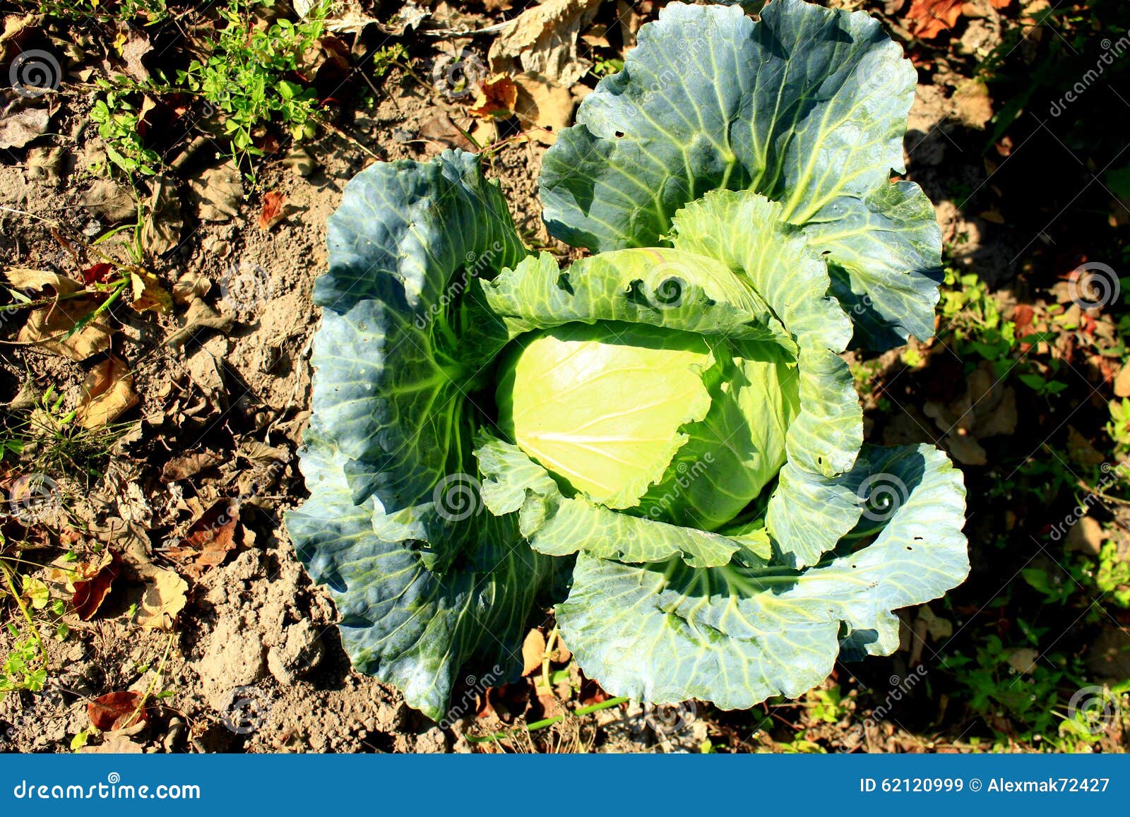 Cabbage Growing on the Ground Stock Image Image of agriculture, appetizing 62120999