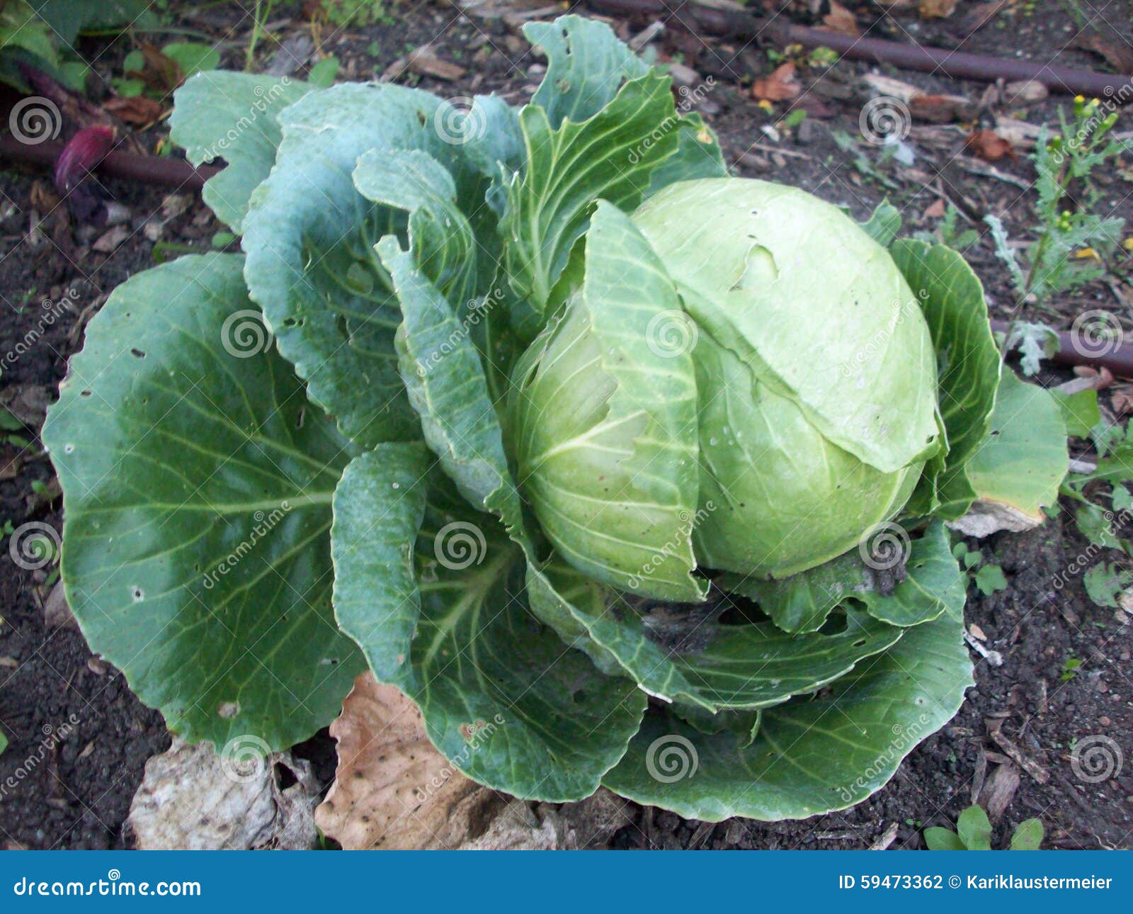 Cabbage stock photo. Image of minnesota, background, nature 59473362