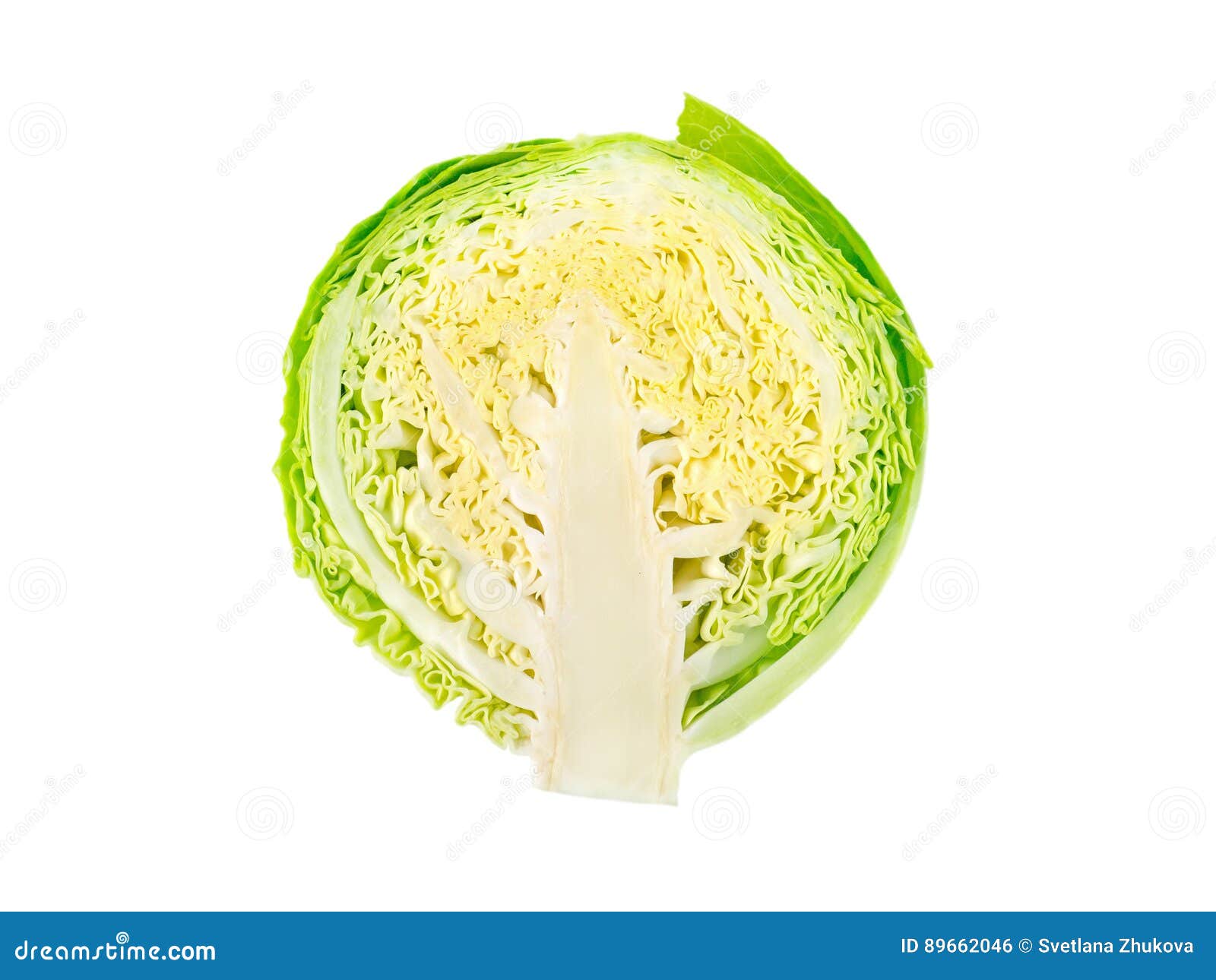 cabbage head  on white