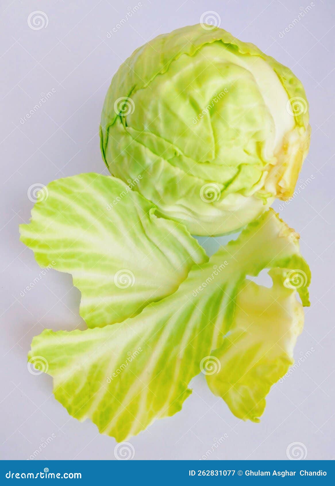 cabbage head wrapped green-cabbage leafy greens vegetable food band gobi pata gobi brassica oleracea var. capitata stock photo