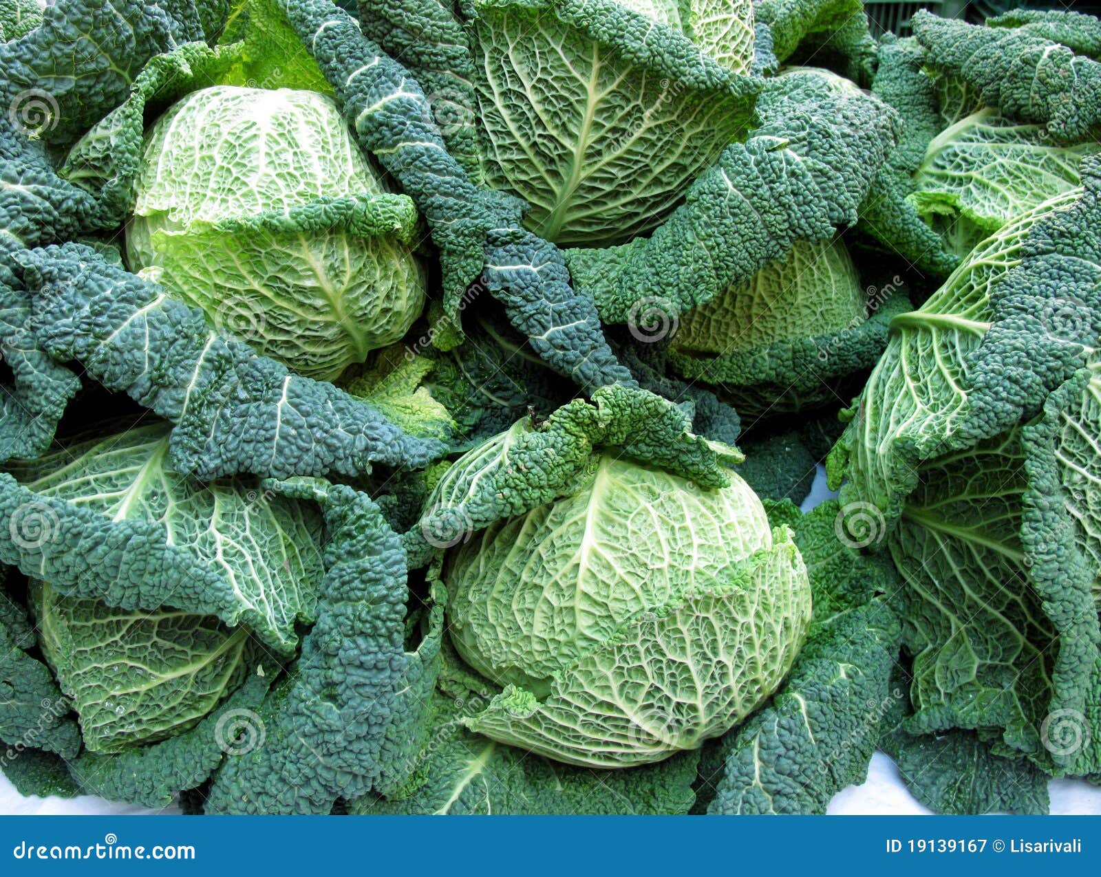 Cabbage Heads stock image. Image of green, market, cabbage 19139167
