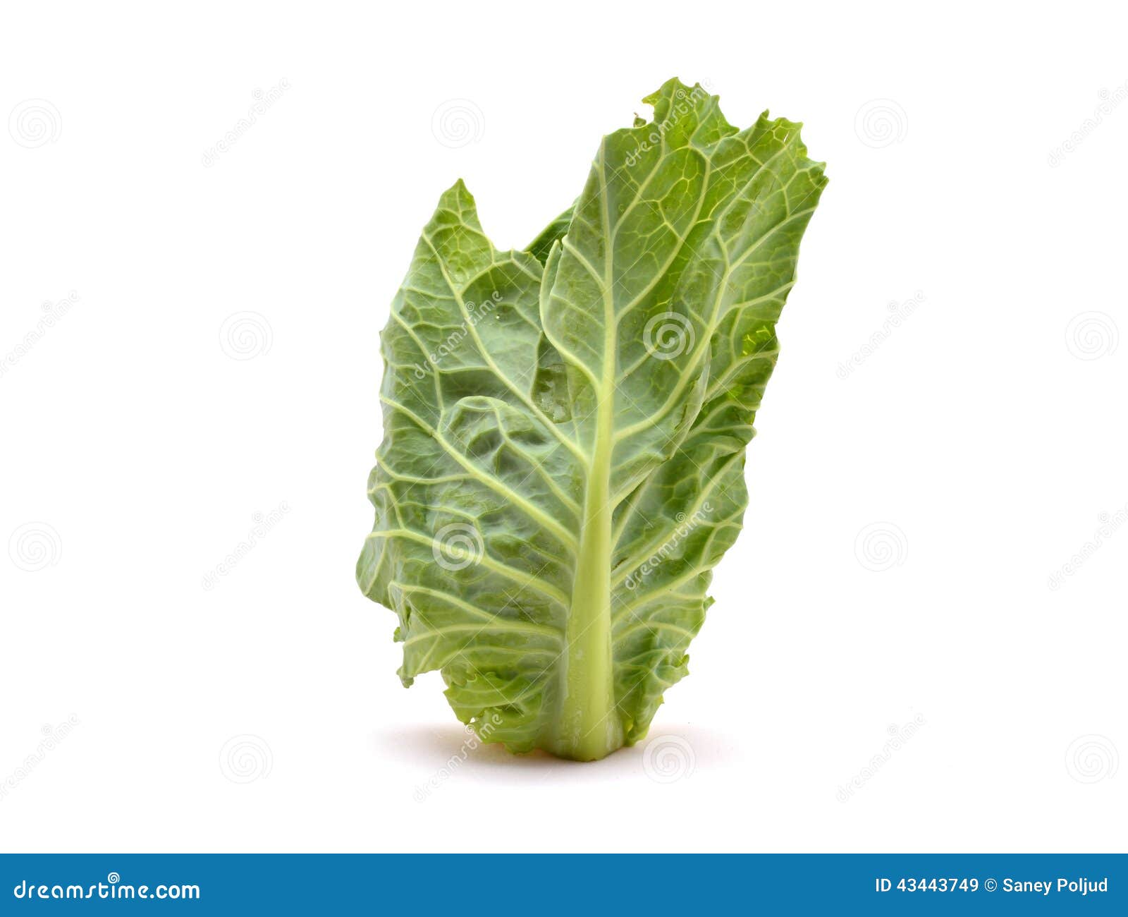 Cabbage stock image. Image of diet, health, agriculture 43443749