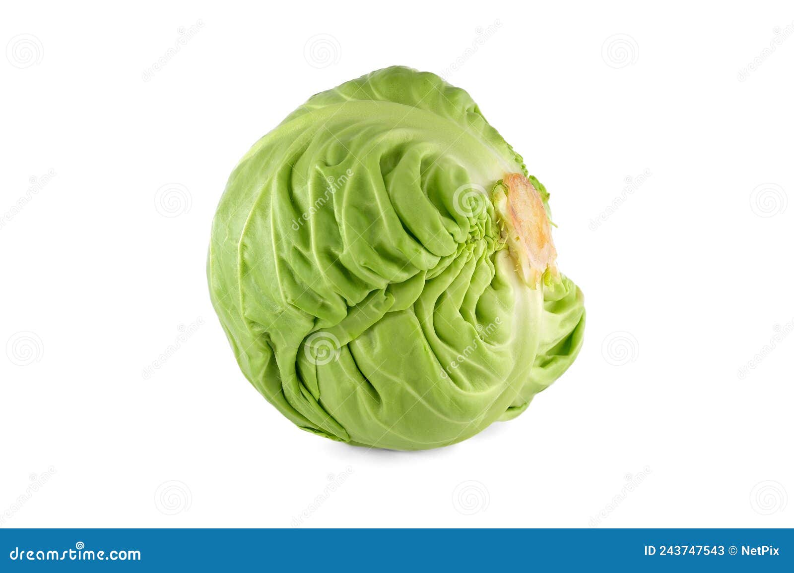 Cabbage Isolated on White Background Stock Image Image of health