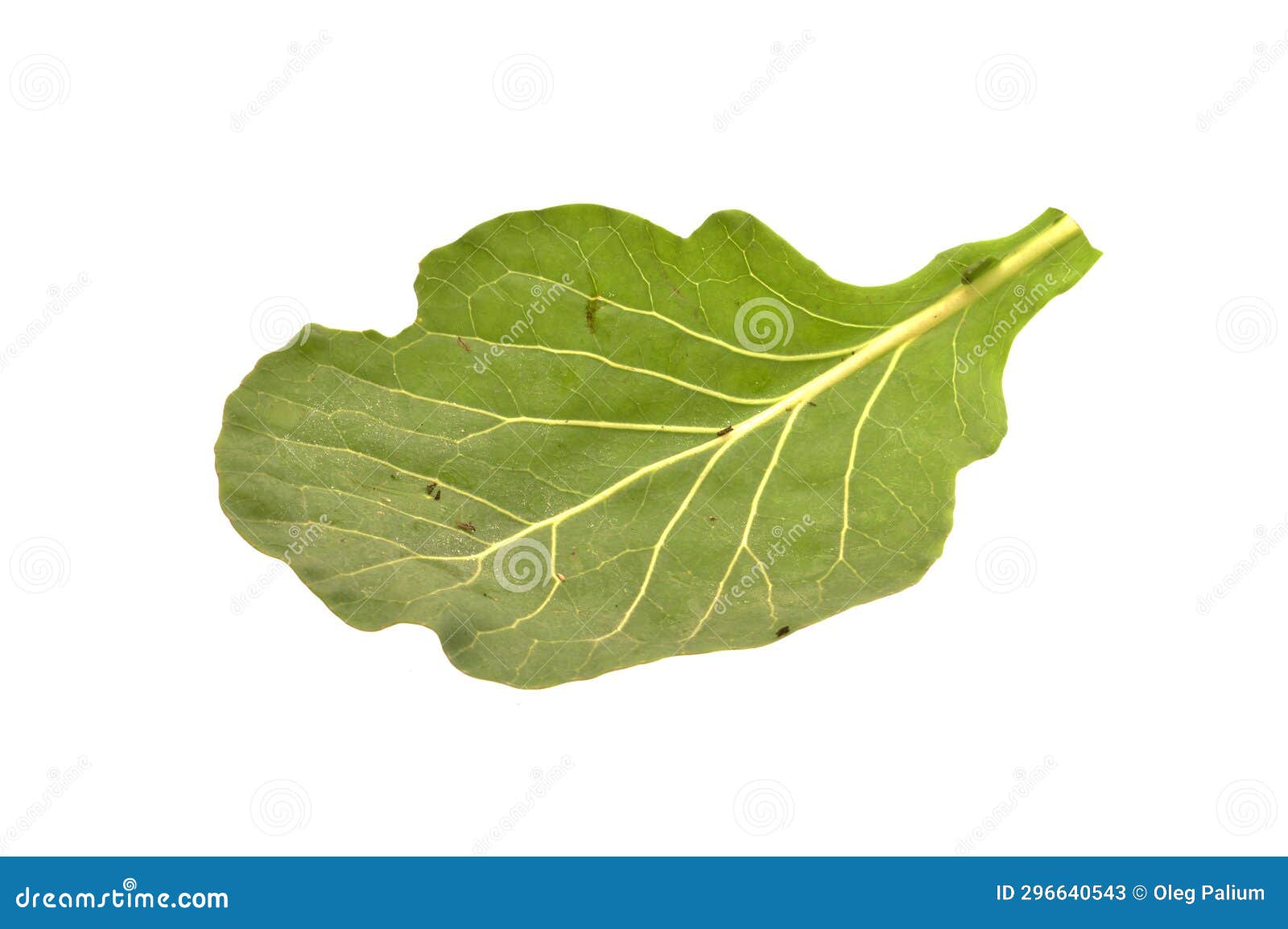 Cabbage Leaf Isolated on White Background Stock Image Image of