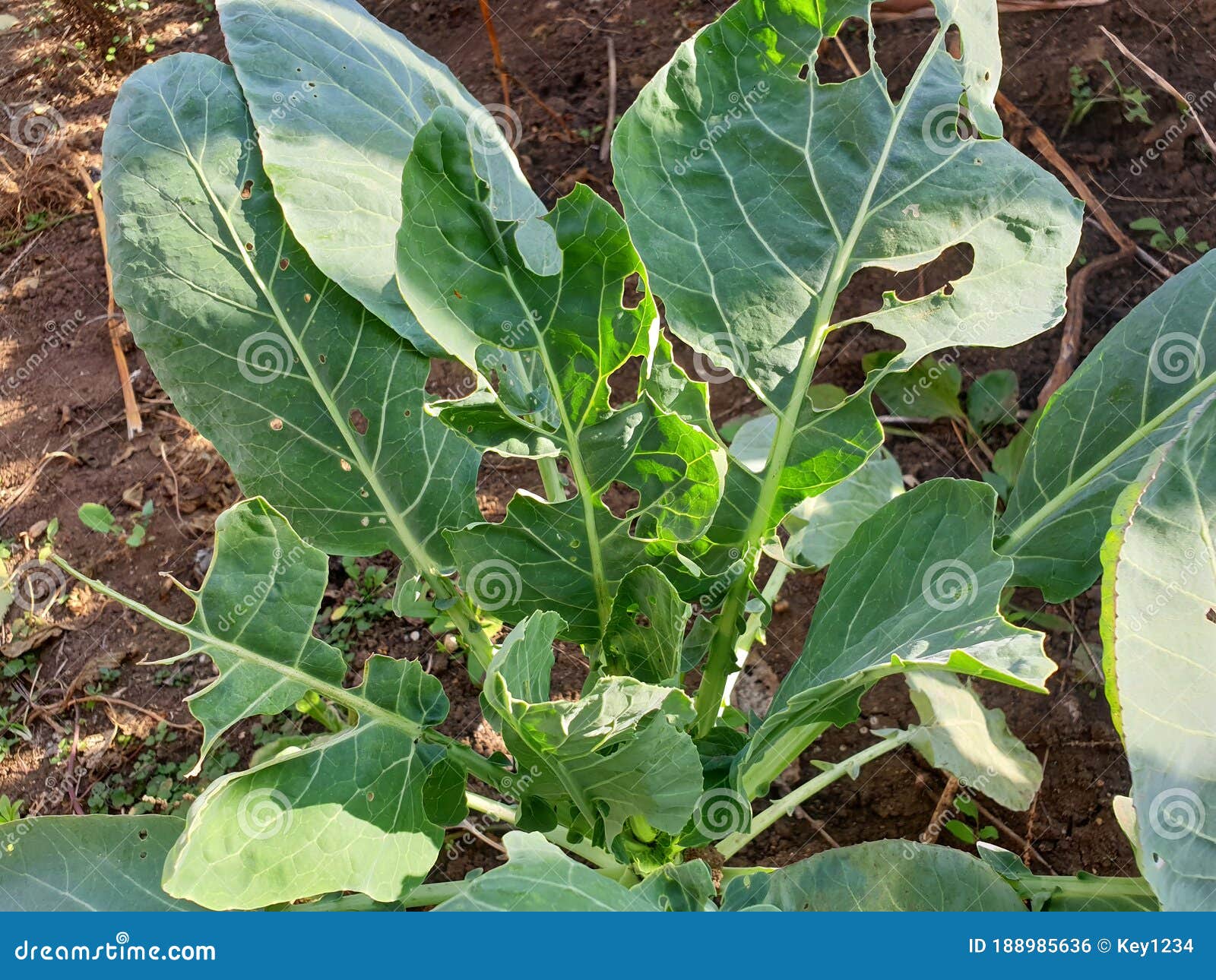 Cabbage Leaves Eaten by Pests Stock Photo Image of insect, backdrop