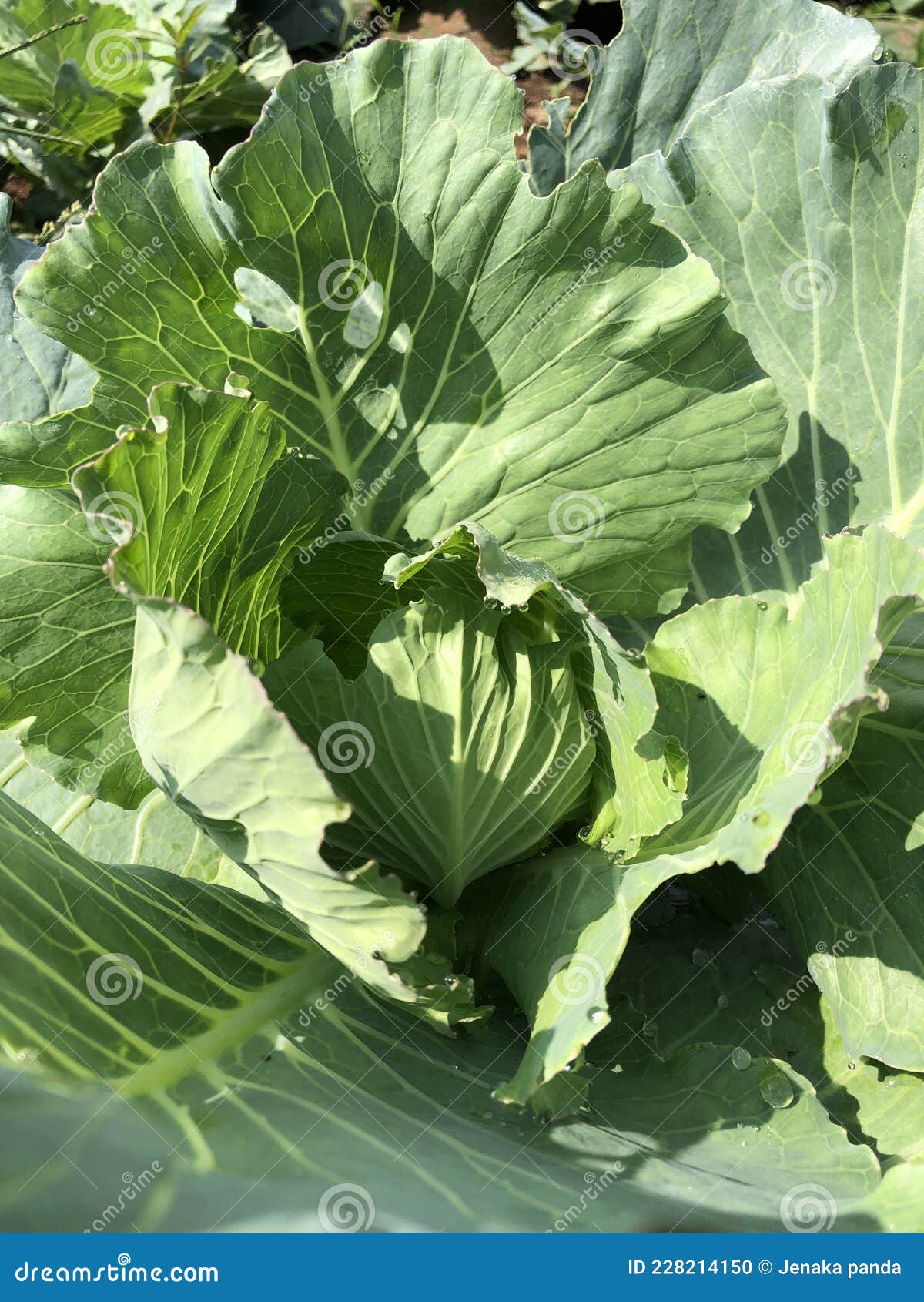 Cabbage leaves stock photo. Image of leaves, vegetables 228214150