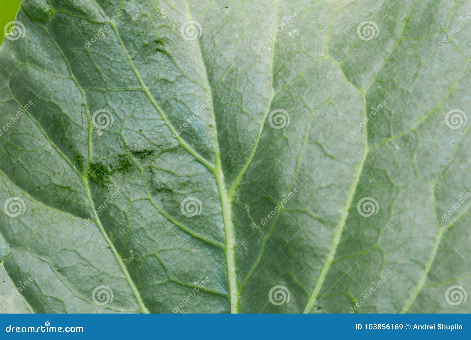 Cabbage Leaves in Nature As the Background Stock Image Image of