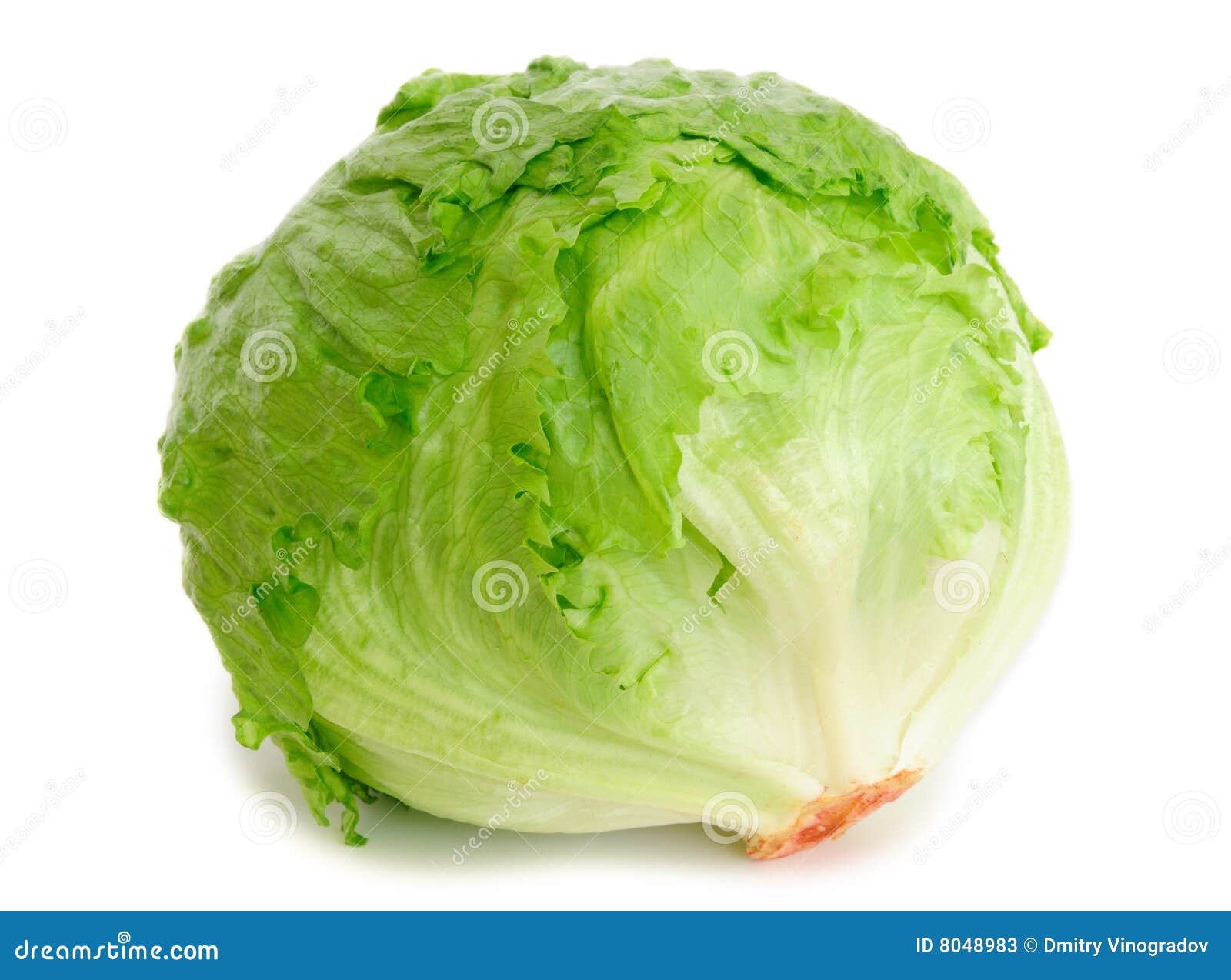 cabbage lettuce