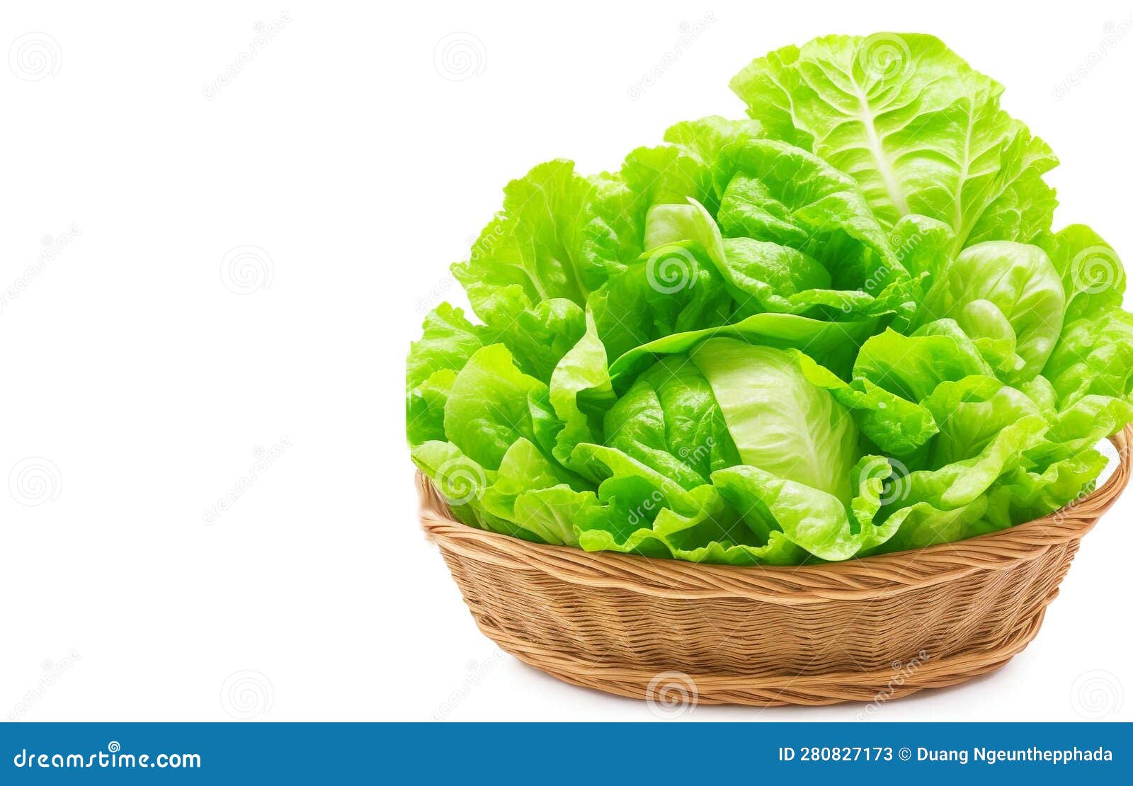 Cabbage Lettuce Beautiful Vegetable in Wicker or Basket Isolated on