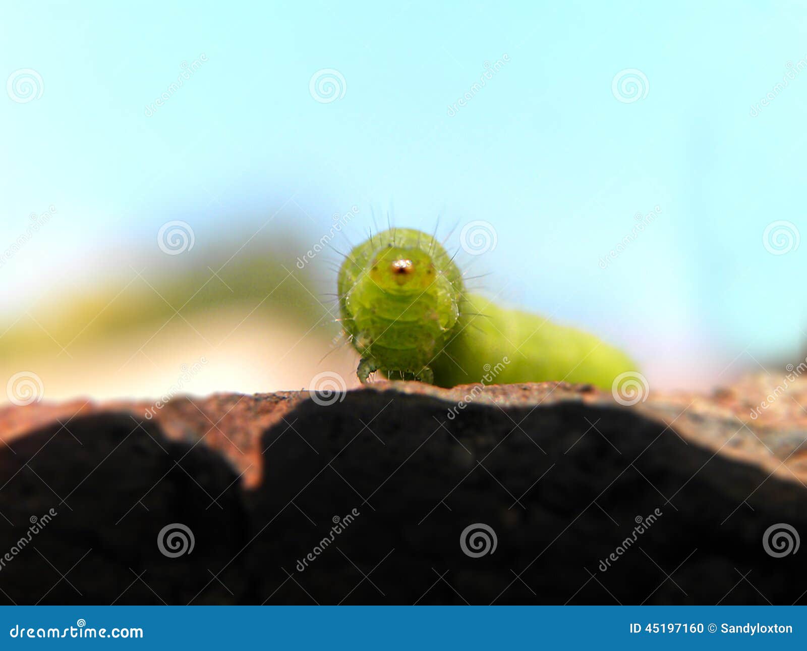 Cabbage Looper Caterpillar 1 Stock Photo Image of green, hairs 45197160
