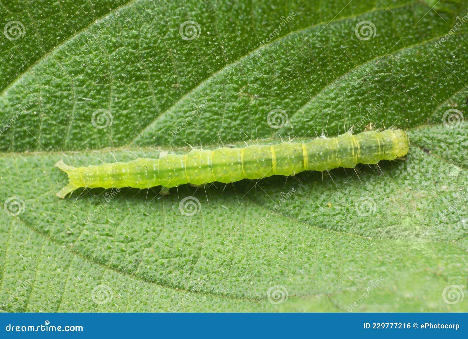 cabbage looper moth caterpillar.family noctuidae, referred to as owlet moths, trichoplusia ni, satara