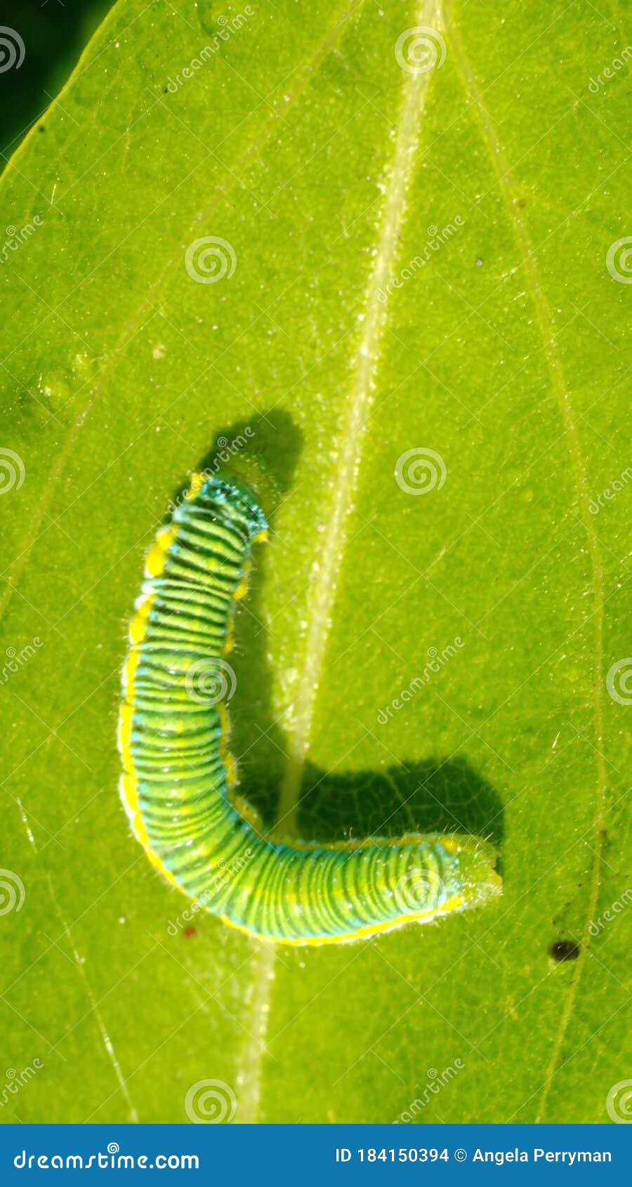 Cabbage moth caterpillar stock photo. Image of latin 184150394