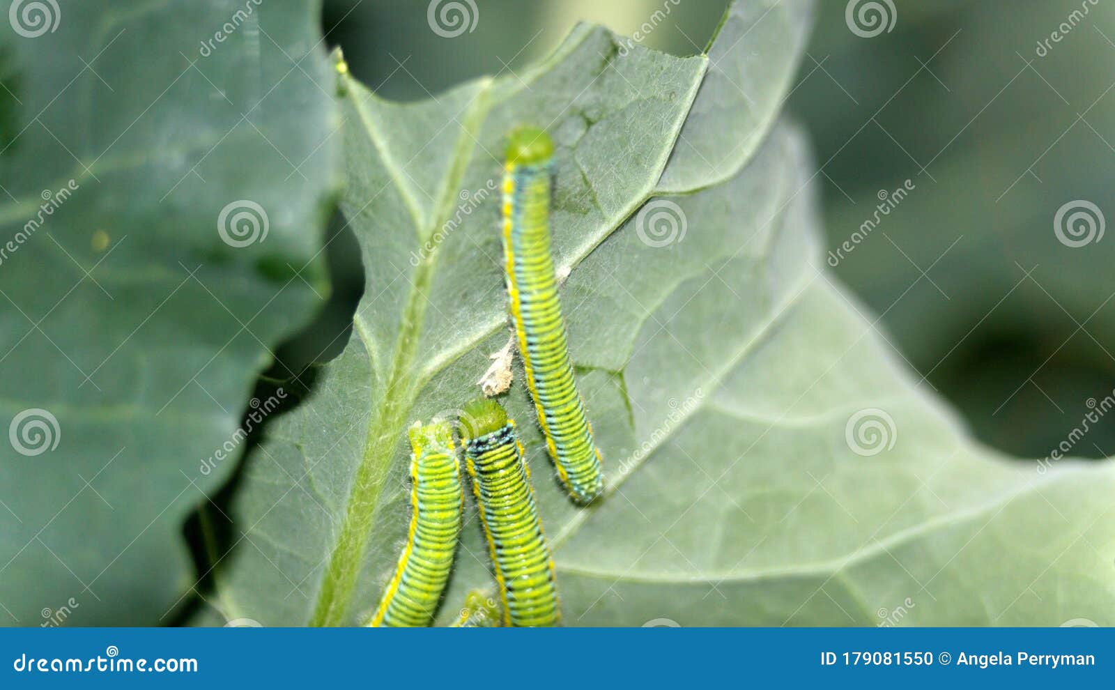 Cabbage moth caterpillars stock photo. Image of village 179081550