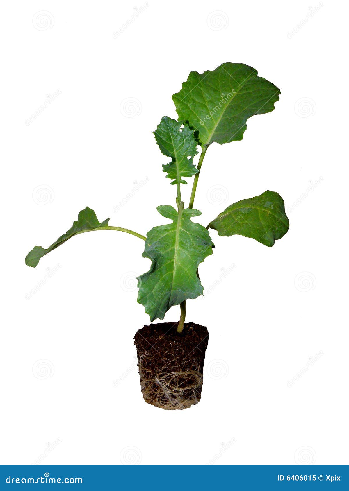 Cabbage plant stock image. Image of green, isolated, root 6406015