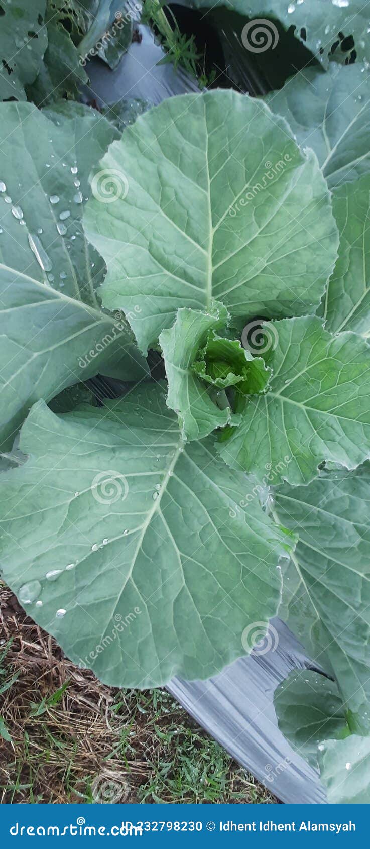 A Cabbage Plant that Grows Well Stock Photo Image of fruit, leaf