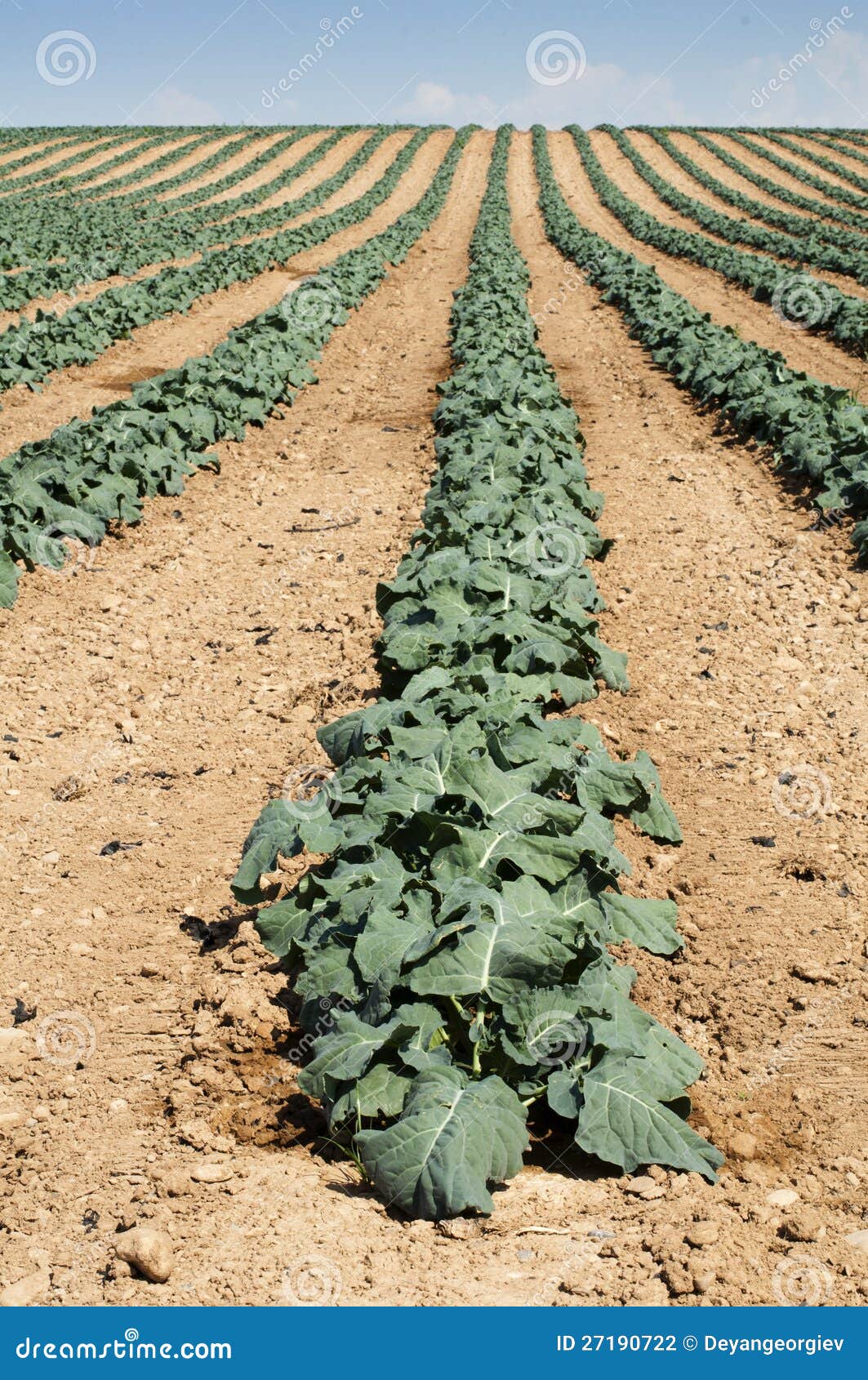 Cabbage plantation stock photo. Image of farm, farming 27190722