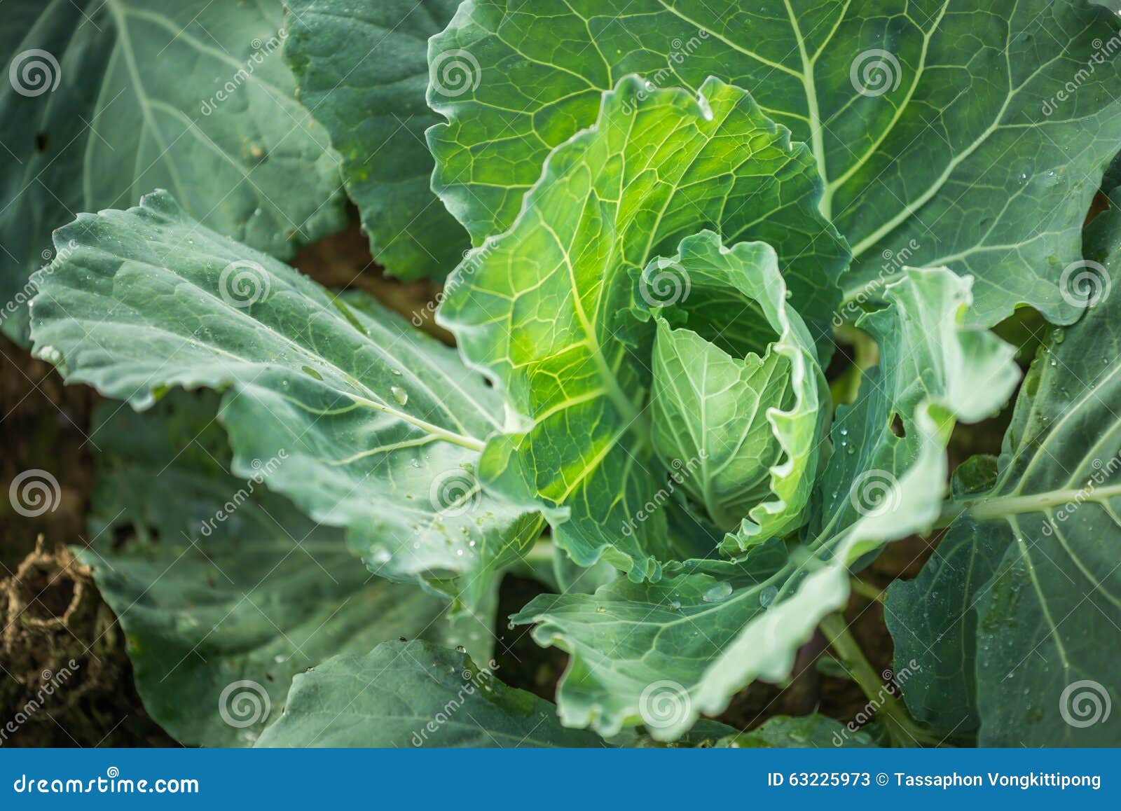 Cabbage Plantation Close Up Stock Image Image of food, growth 63225973