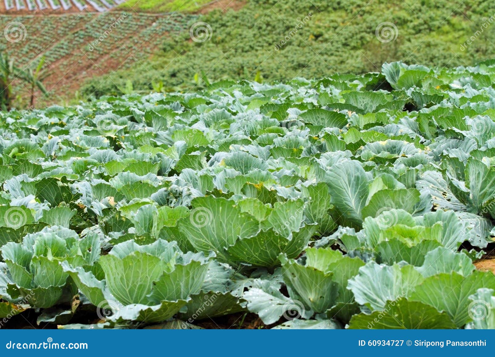 Cabbage Plantation on Mountain Stock Image Image of cabbage, plant