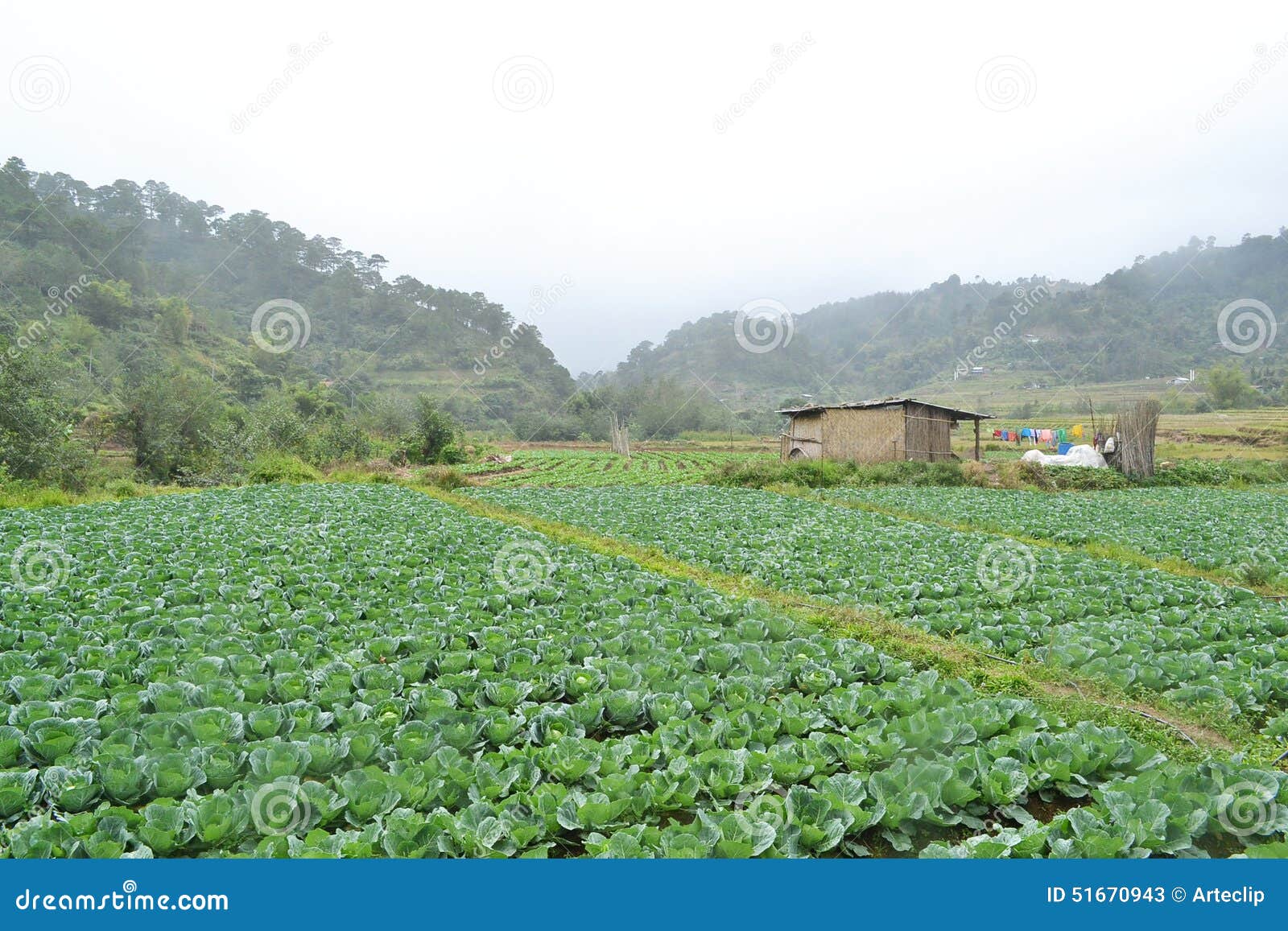 Cabbage plantation stock image. Image of nature, plantation 51670943