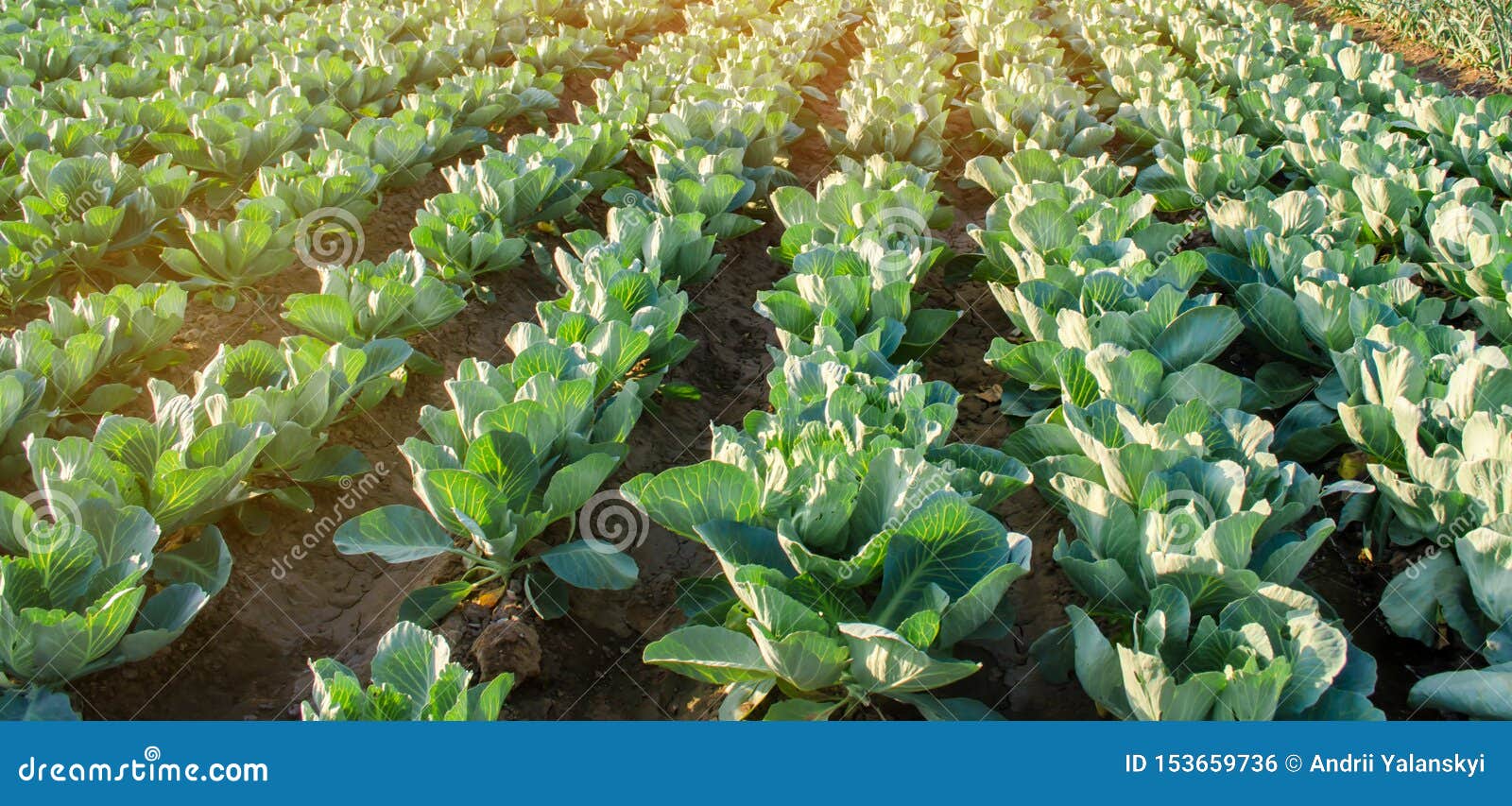 cabbage plantations grow in the field. fresh, organic vegetables. landscape agriculture. farmland, farming