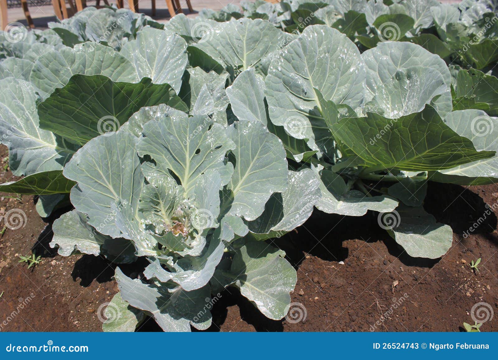 Cabbage Plants stock image. Image of field, nature, plants 26524743