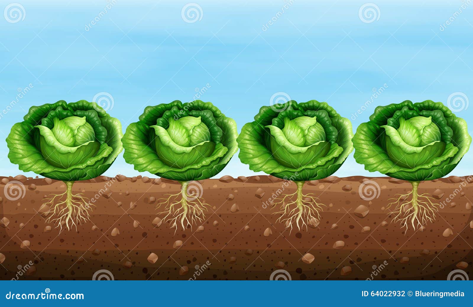 Cabbage Plants on the Ground Stock Vector - Illustration of nature