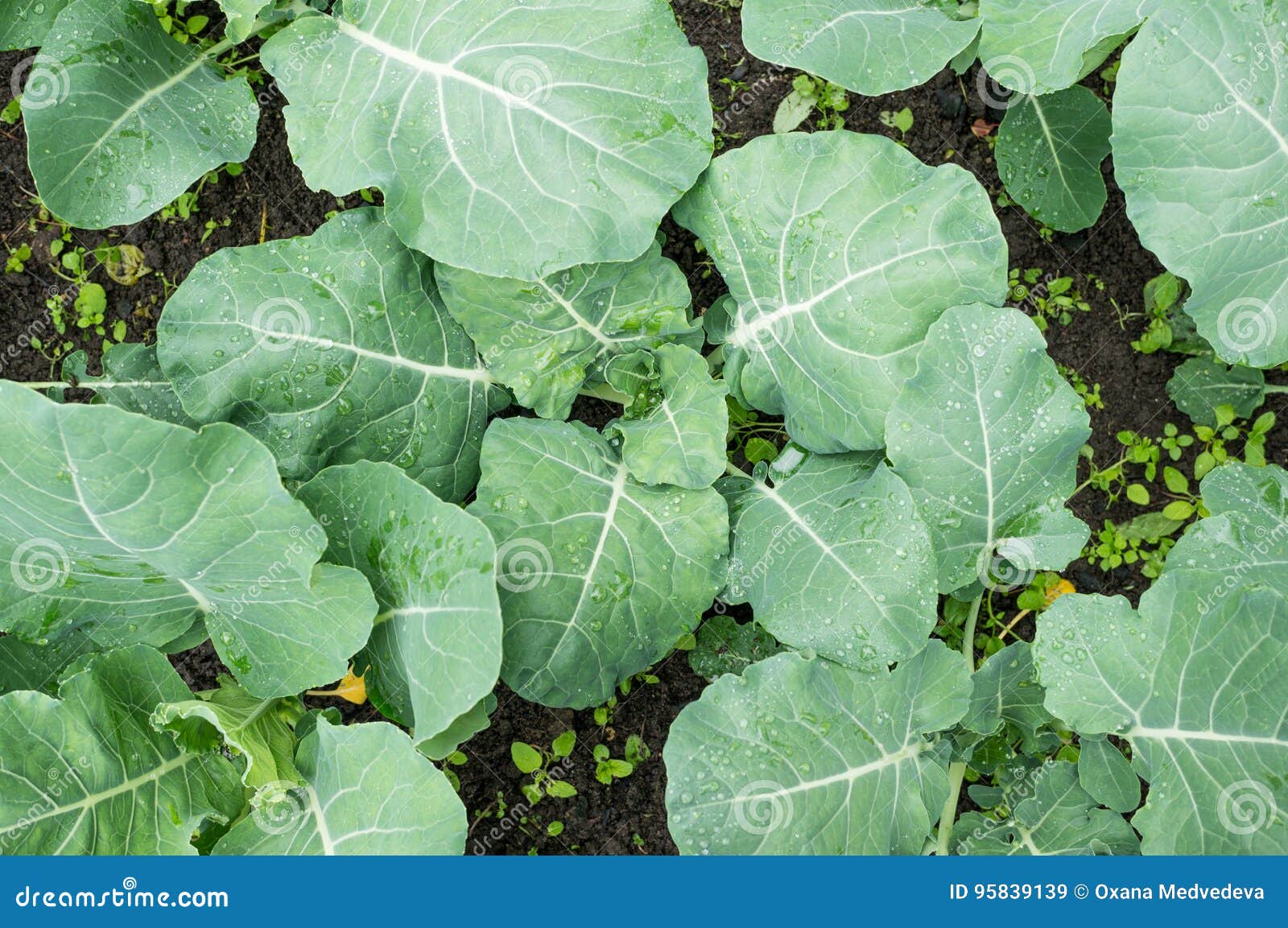 Cabbage Plants after Watering in the Garden, Top View, Background. Stock Image Image of