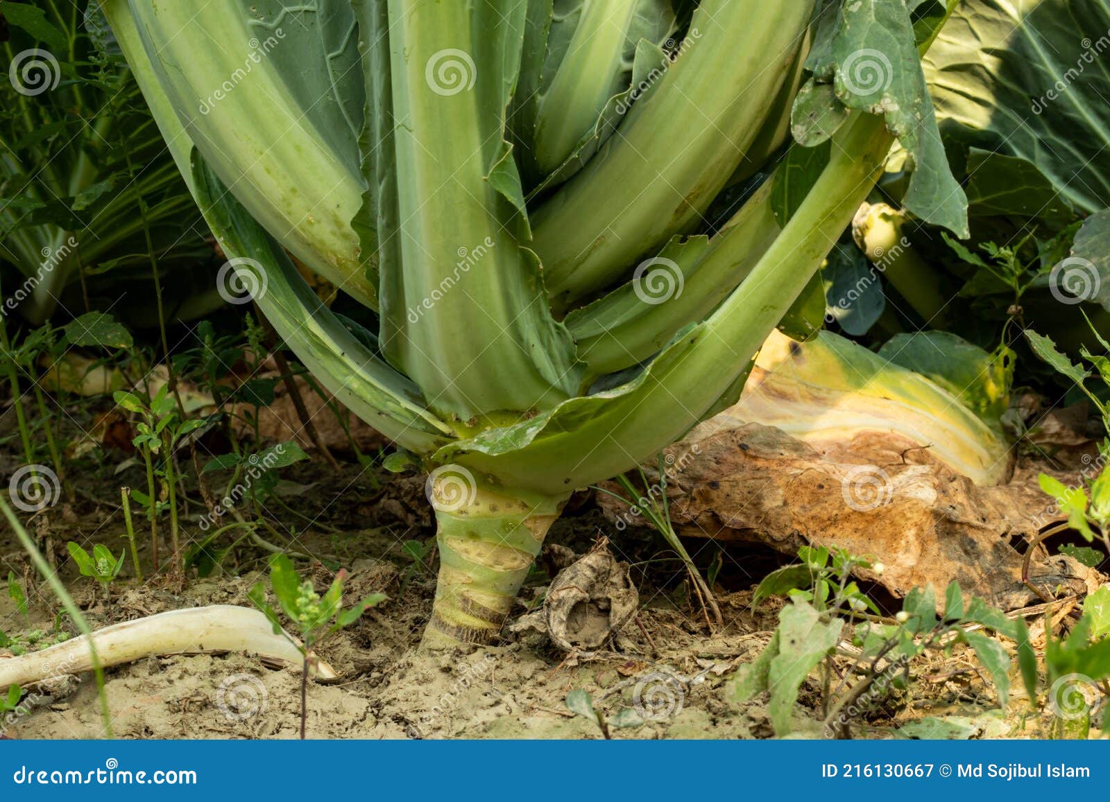 The Cabbage Root that Grows Best Under Deep Soils Stock Image Image