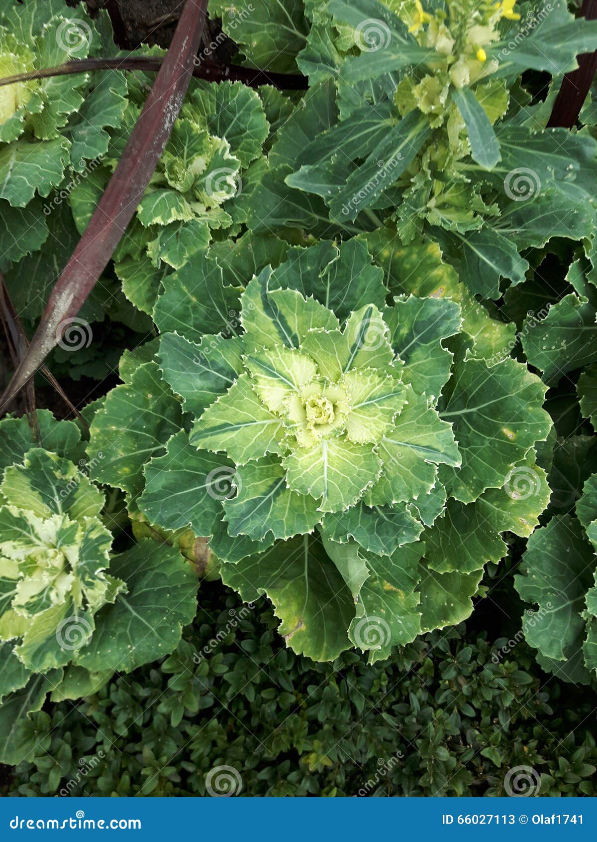Cabbage rose editorial stock photo. Image of agriculture 66027113