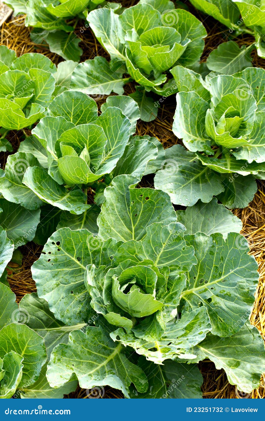 Cabbage seedlings stock photo. Image of cultivate, garden 23251732