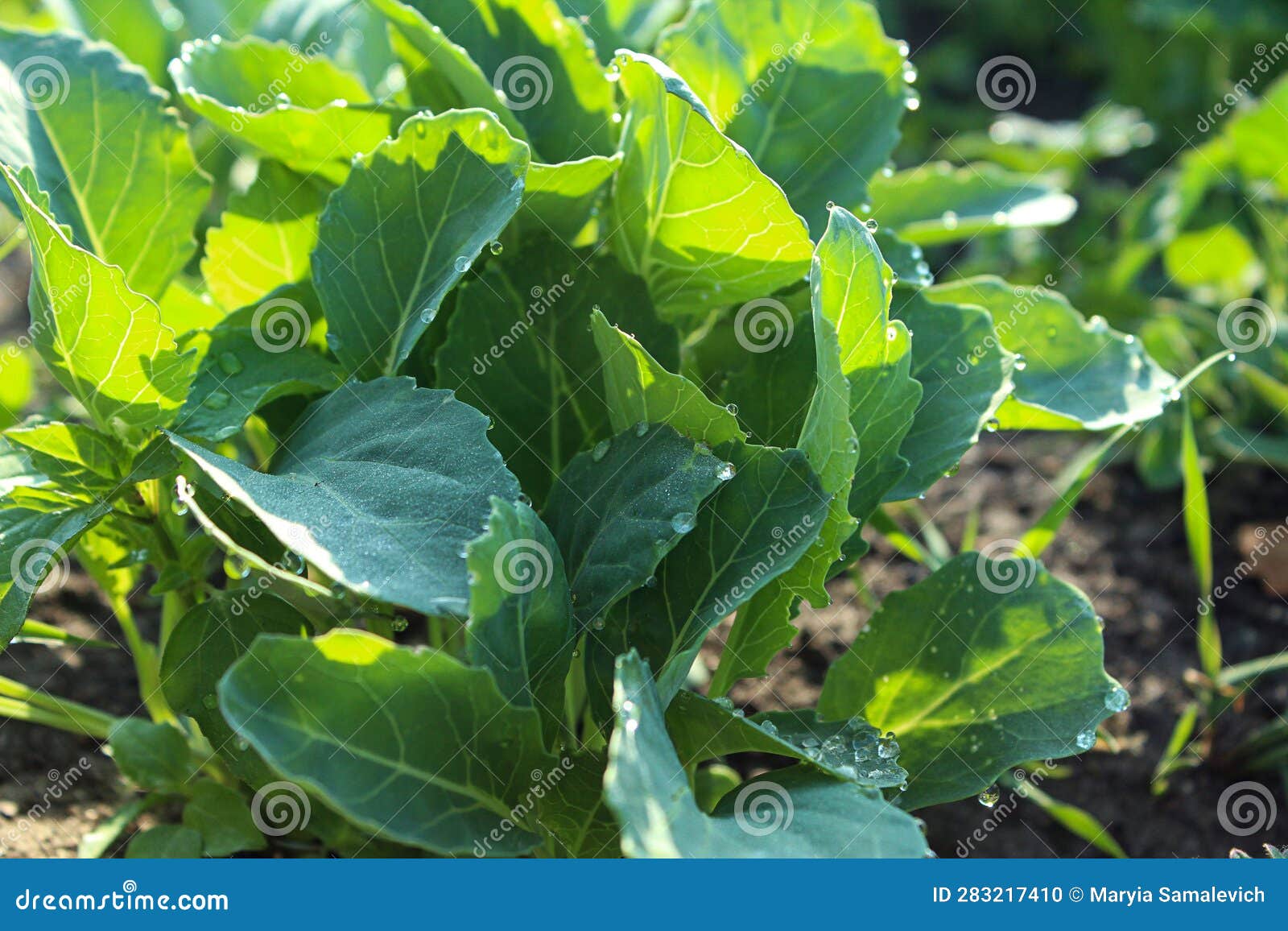 Cabbage Seedlings on an Early Dewy Spring Morning in the Sun, Closeup