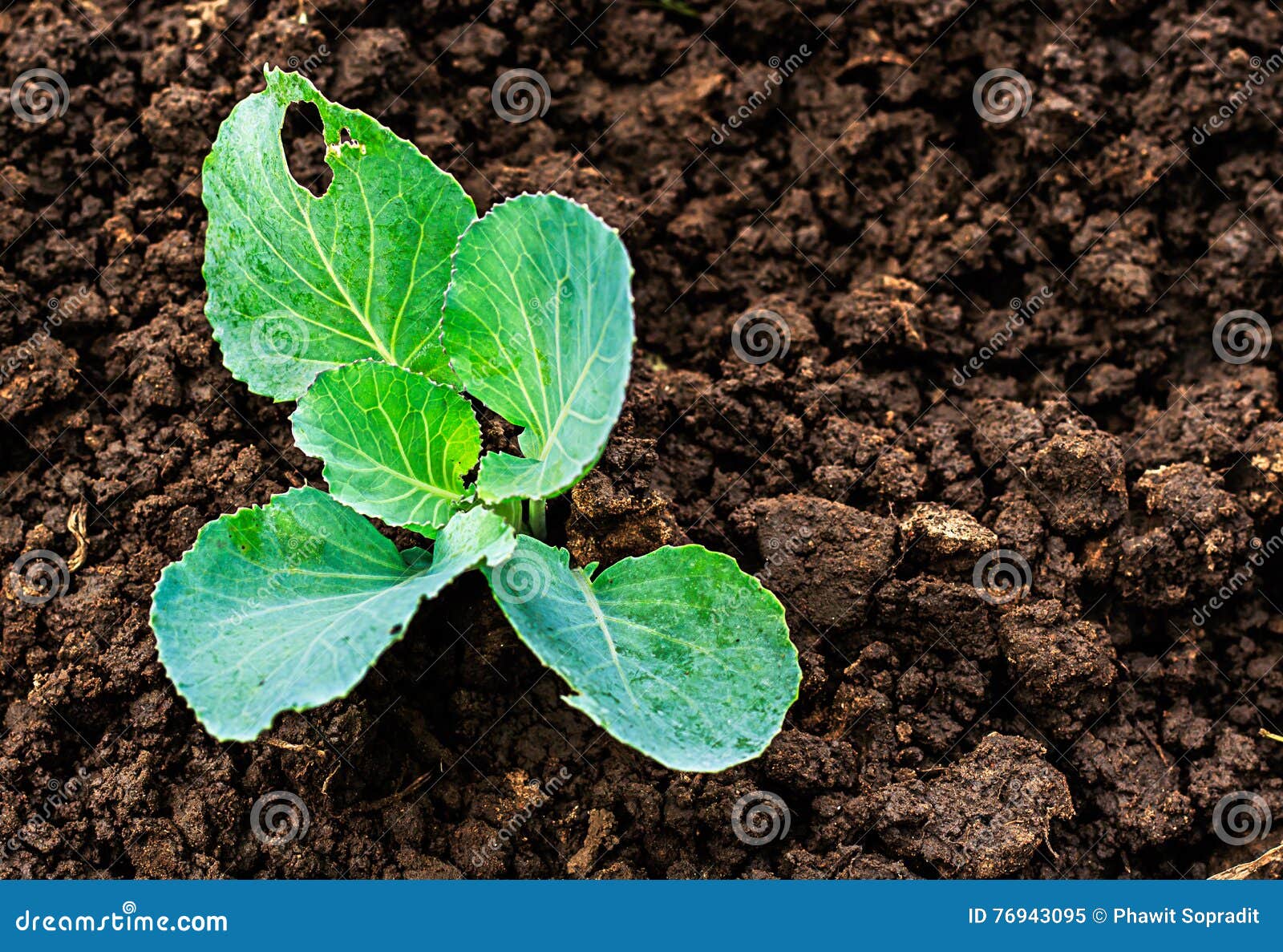 Cabbage seedlings stock image. Image of farmer, plantation 76943095