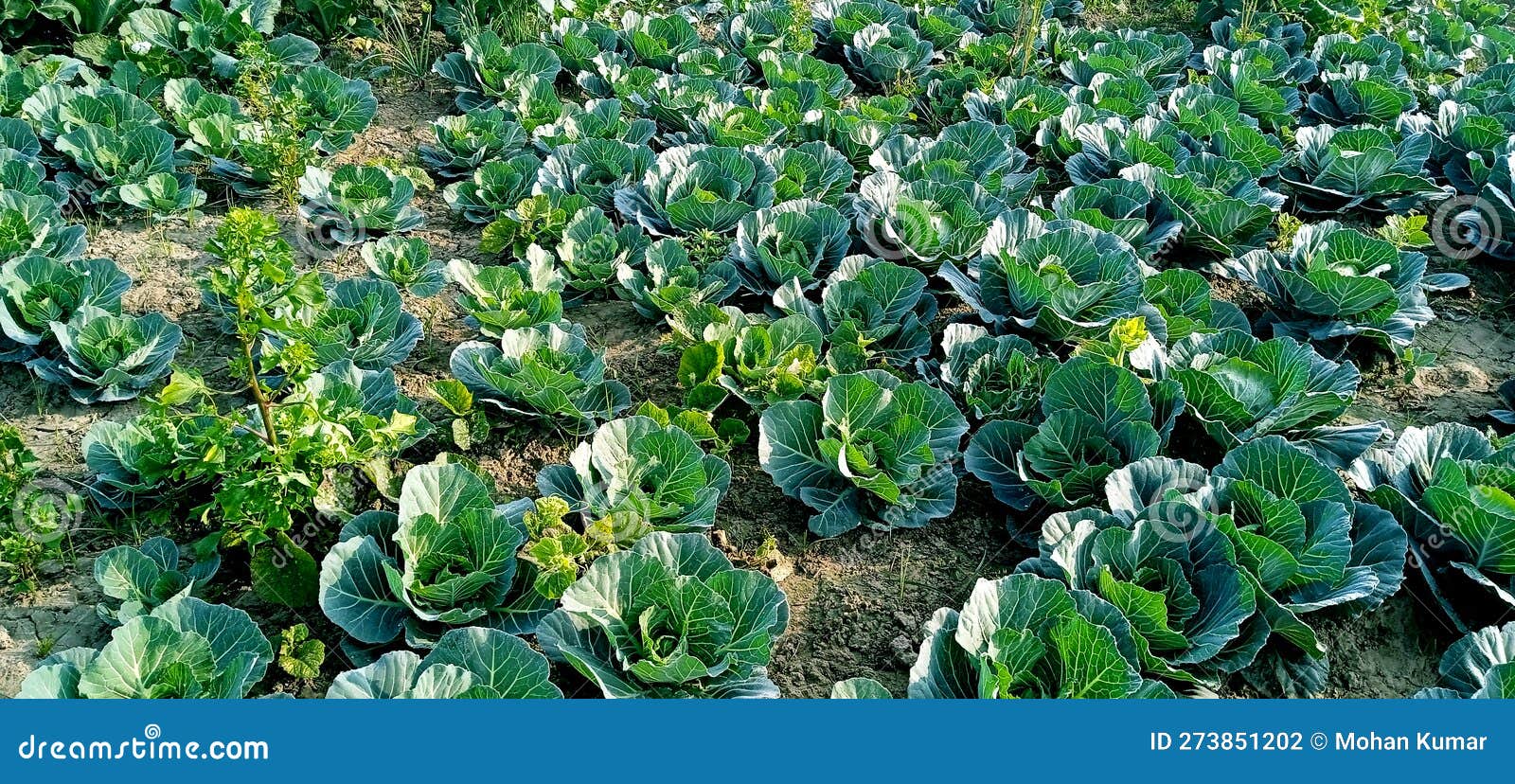 cabbage vegetable seedling yield stock photo