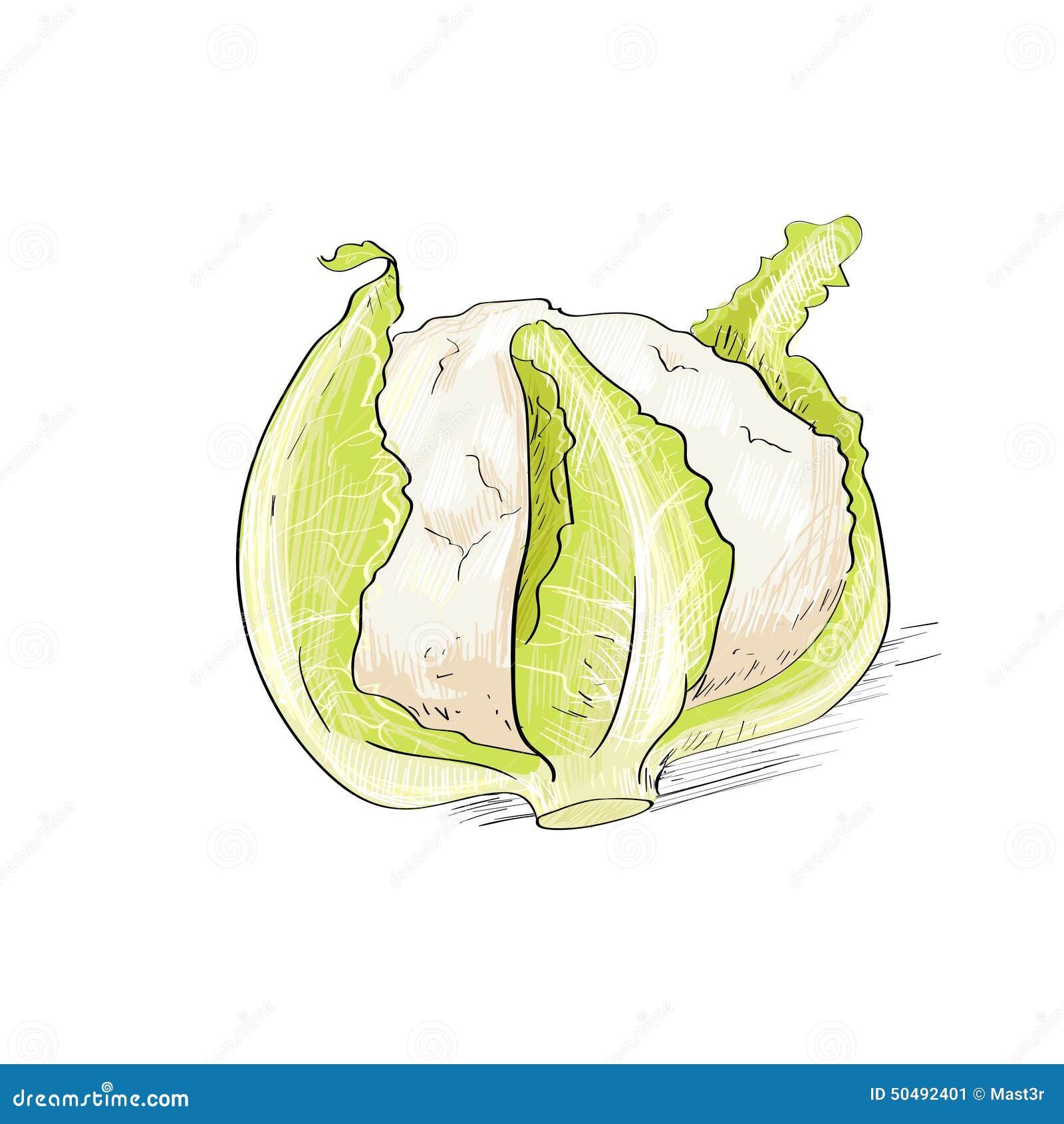 Fresh cabbage vegetable isolated sketch Fresh green cabbage vegetable  isolated sketch juicy garden cabbage for farm market  CanStock