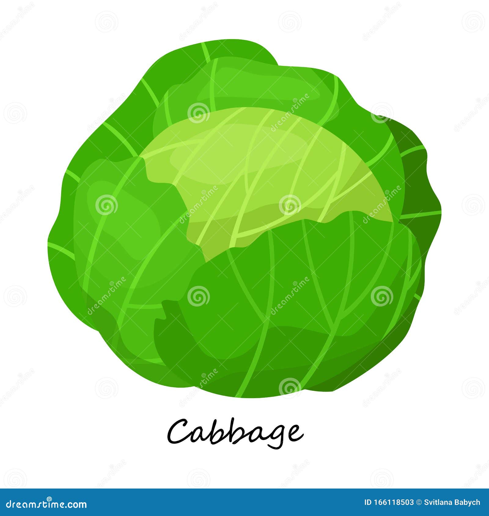 Cabbage Vector Icon.Cartoon Vector Icon Isolated on White Background