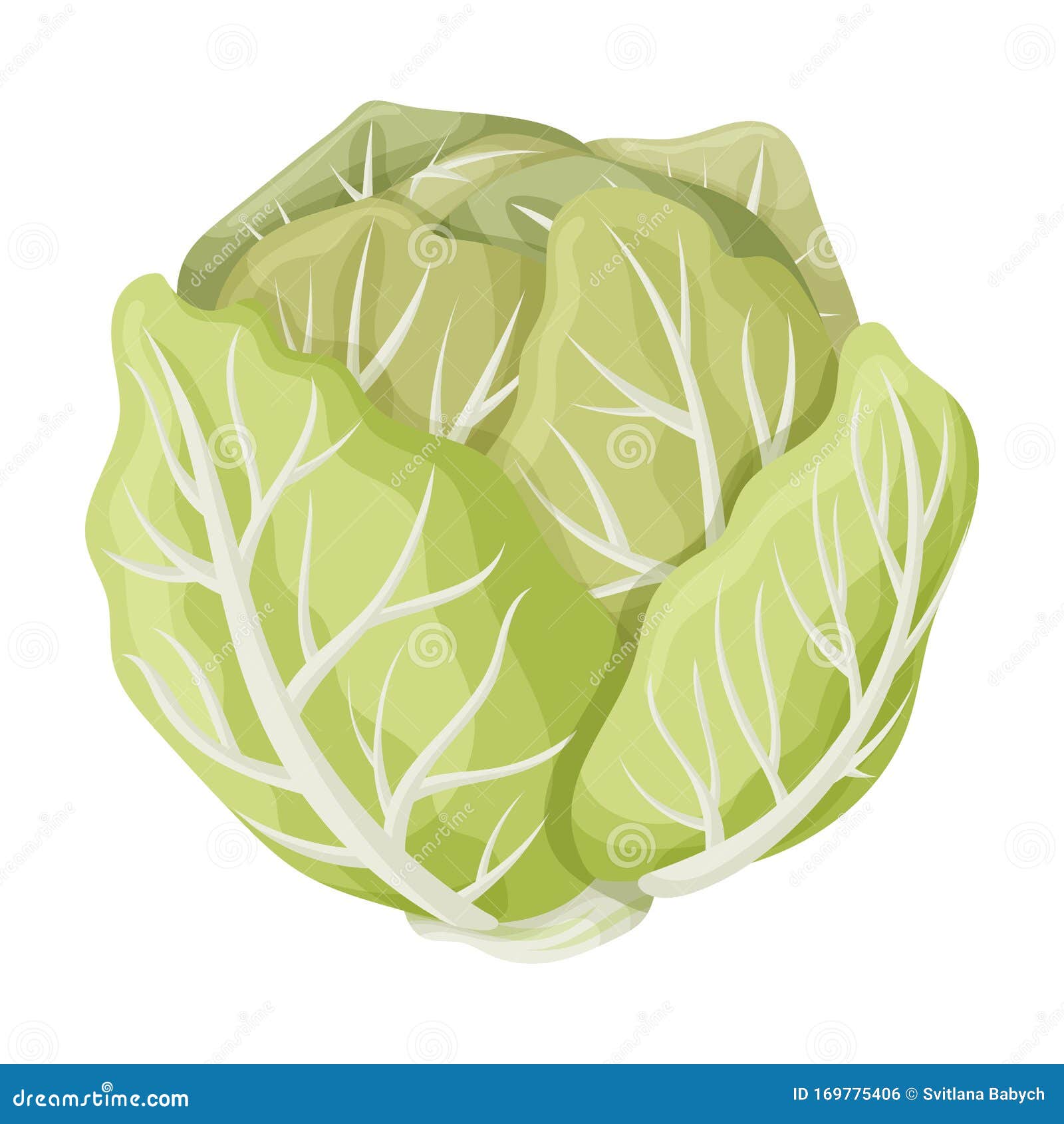 Cabbage Vector Icon.Cartoon Vector Icon Isolated on White Background